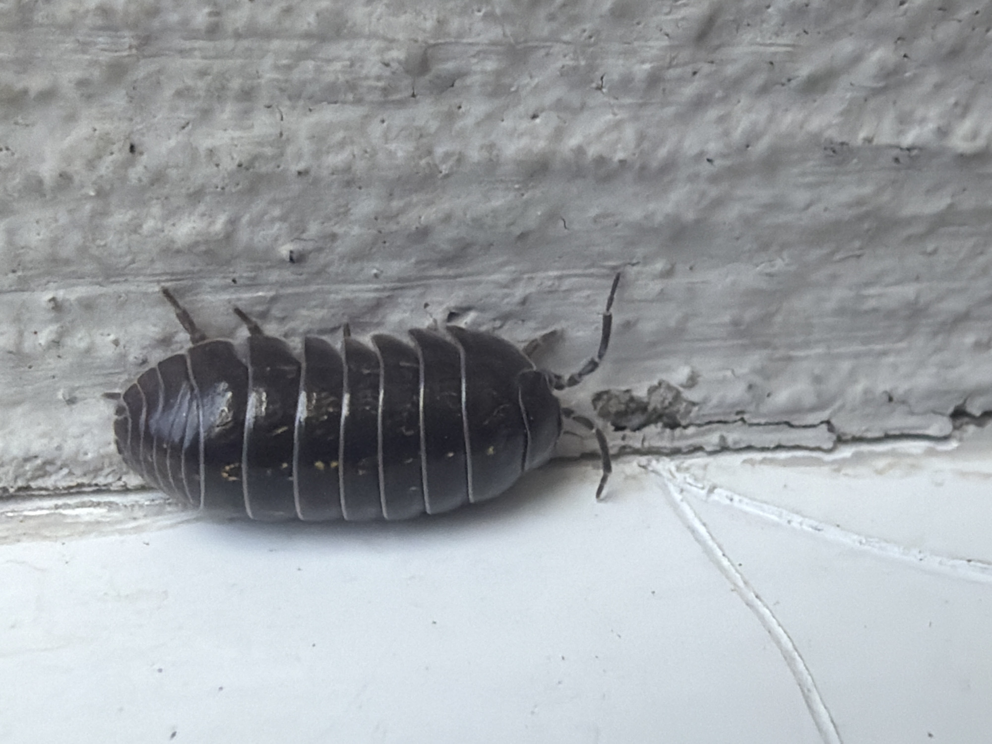 A dark-colored woodlouse, possibly an Armadillidium vulgare, is clinging to a rough, off-white textured wall. The woodlouse has a segmented, oval-shaped body with visible antennae extending forward. Its legs are tucked beneath its body. The wall appears to be an exterior surface, with some minor imperfections and a darker, vertical seam running along its right edge. In the lower left quadrant of the image, a white surface with a distinct line or crack is visible, meeting the textured wall at an angle. The lighting suggests an outdoor, possibly overcast, environment. There is no information about the location in Szczecin, Poland, or any people present in this image.