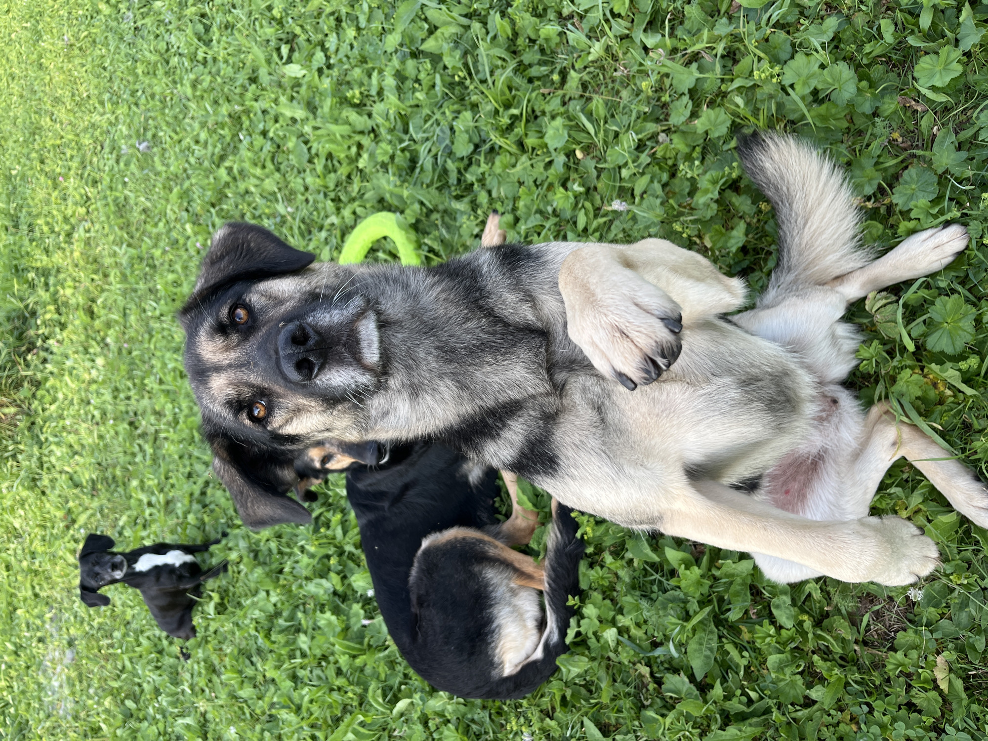 The image shows three dogs in a grassy outdoor area. In the foreground, a large mixed-breed dog with grey and tan fur is sitting up, holding its right front paw raised as if requesting something. Its gaze is directed towards the camera. Behind it and to the left, a black and tan dog is lying down on the grass. Further in the background, a small black dog with a white chest marking is sitting upright. A bright green circular toy is visible on the grass between the foreground dog and the black and tan dog. The environment appears to be a park or yard with lush green grass and some small weeds. There is no visible indication of the location being in Nizhny Tagil, Russia.
