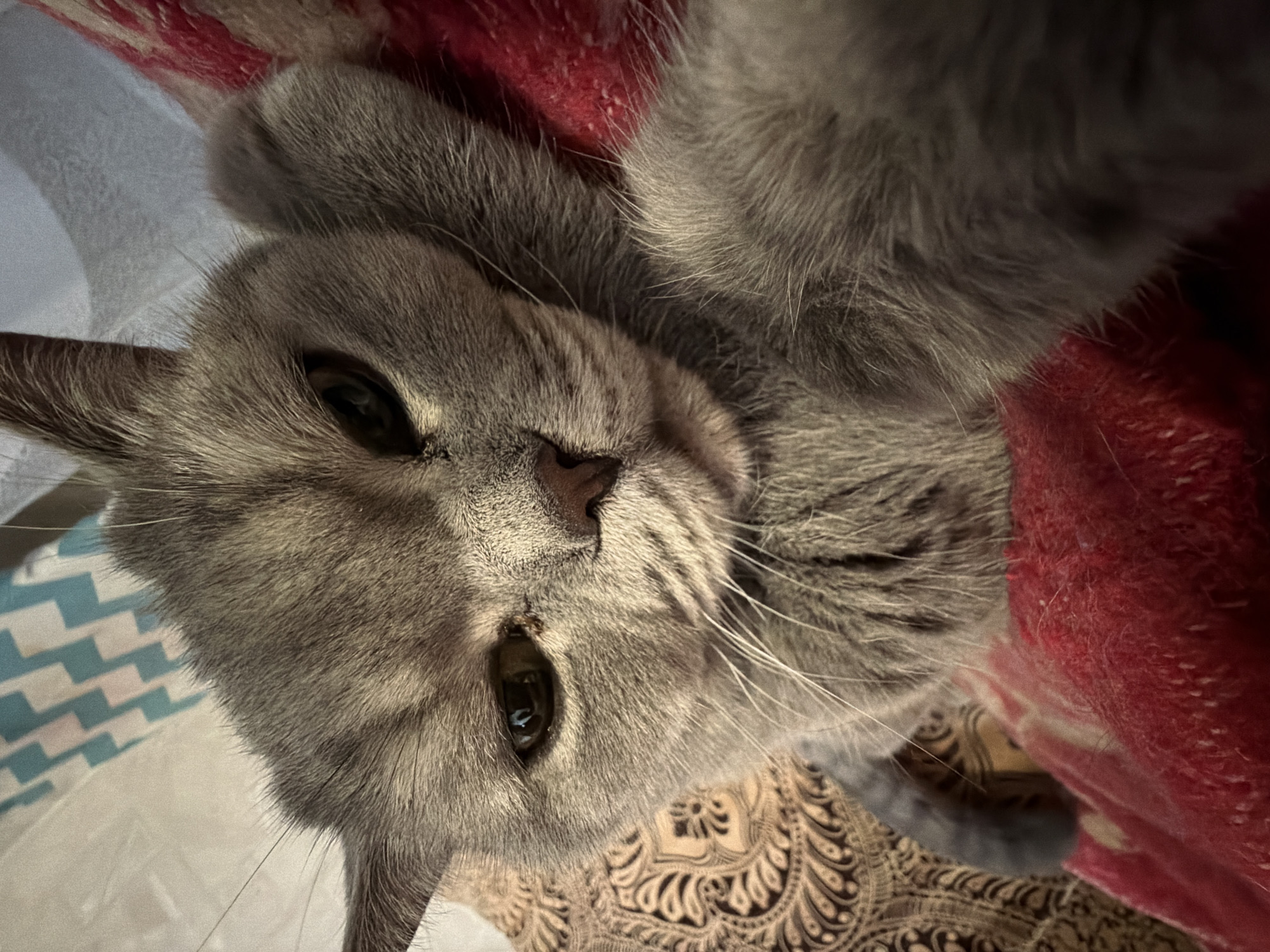A gray cat lies on a bed with a red blanket. The bed also has a patterned cream-colored cover. The location is unknown.