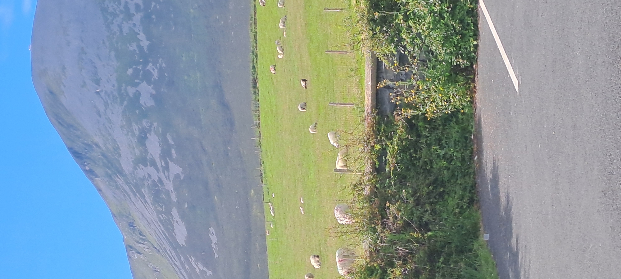 A flock of sheep grazes on a verdant hillside under a clear blue sky. In the background, a majestic mountain range rises, its slopes covered in a patchwork of muted greens and grays. A low stone wall, overgrown with lush green foliage and dotted with yellow wildflowers, runs across the foreground, separating the grassy field from a paved road. The road, marked with a white line, is visible at the bottom of the frame. The scene evokes a sense of tranquility and rural beauty.