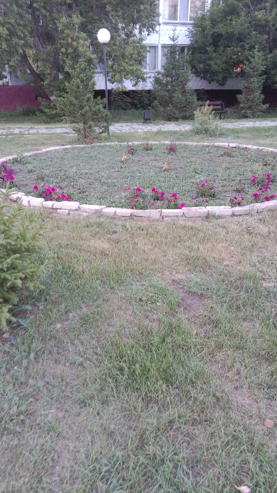 The image captures a circular flowerbed bordered by rough-hewn stones, filled with small pink flowers and sparse greenery, located in the city of Petropavl, Kazakhstan. Behind the flowerbed, a paved walkway leads to a building with white siding and multiple windows. A lamppost with a round globe stands near the walkway, and several evergreen trees of varying sizes are scattered throughout the scene. A dark-colored trash receptacle is visible on the walkway, and a wooden bench with a dark backrest sits further back, partially obscured by foliage. The foreground is dominated by a grassy area, with a small evergreen sapling on the left side. The overall impression is of a public outdoor space within a residential or institutional setting.