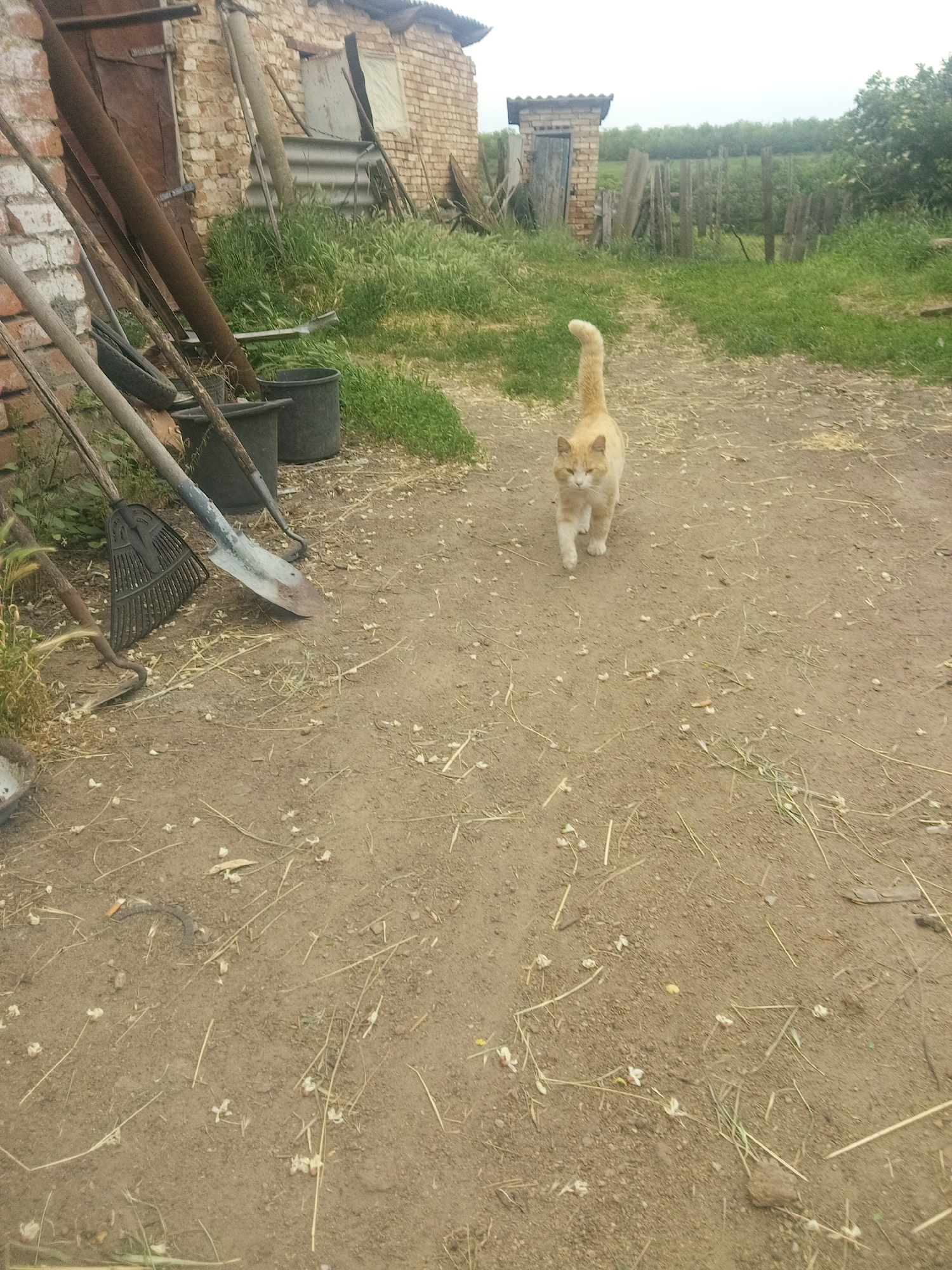 This image captures a rural outdoor scene in Zelenyi Hai, Ukraine, under an overcast sky. In the foreground and mid-ground, a light orange domestic cat with white muzzle and paw markings is walking forward on a dry, light brown dirt path. Its tail is held erect with a slight curve. The path is strewn with dry grass stalks and small white fallen flower petals.
To the left, a weathered brick building, likely an outbuilding or shed, features a dark, unpainted wooden door and a window partially covered by light-colored material and corrugated metal. Leaning against the building are various farm implements: several long-handled shovels (one with a rust-stained blade), a black metal leaf rake, and a hoe. A large, rusted metal pipe also leans against the brick wall. Two dark, possibly plastic, buckets are situated on the ground near the tools. The ground in this area is a mix of dirt and green weeds.
In the background, positioned right of center, a small, dark-roofed brick structure, resembling an outhouse, stands with a wooden door. Beyond this, a rustic wooden fence, constructed from irregularly spaced vertical and horizontal planks, delineates the property line. Further in the distance, a dense line of green trees extends across the horizon, suggesting a forested area or treeline. The sky is bright but uniformly gray, indicating an overcast condition. No individuals are present in the image.