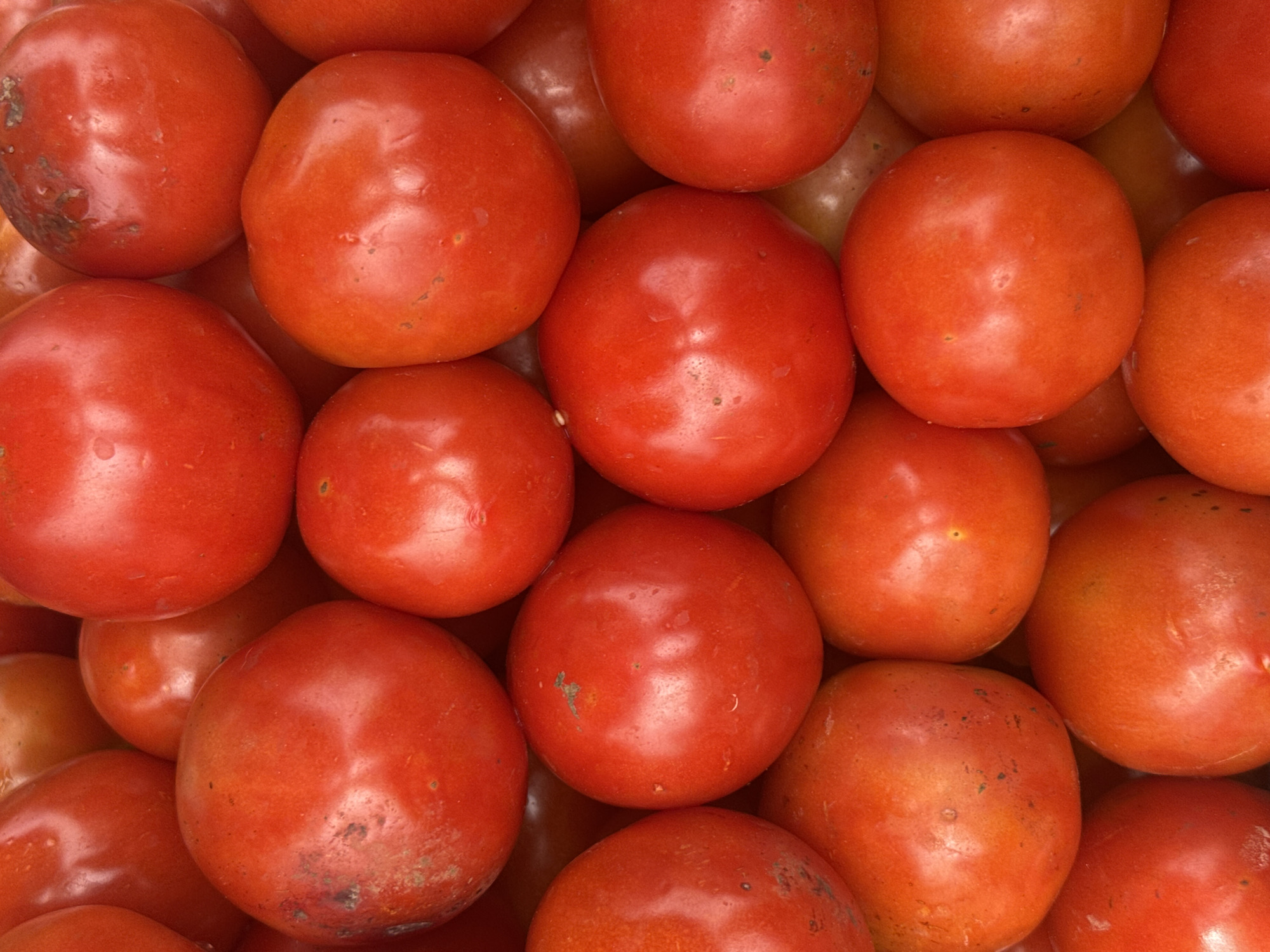 This is a close-up, overhead shot of a large pile of ripe, red tomatoes. The tomatoes are round and smooth, with some showing slight variations in color, ranging from bright red to a deeper, more orange-red hue. The texture appears to be glossy, indicating freshness. Some tomatoes exhibit small, darker blemishes or spots, which are typical for this fruit. The arrangement is dense, with tomatoes overlapping each other, creating a textured and abundant visual. The lighting suggests a natural, diffused light source, casting subtle shadows that highlight the curves and forms of the tomatoes. The image does not contain any people, actions, or specific environmental features that would indicate a location within Ihiagwa, Nigeria, or any other city. It is a focused, still-life composition of produce.
