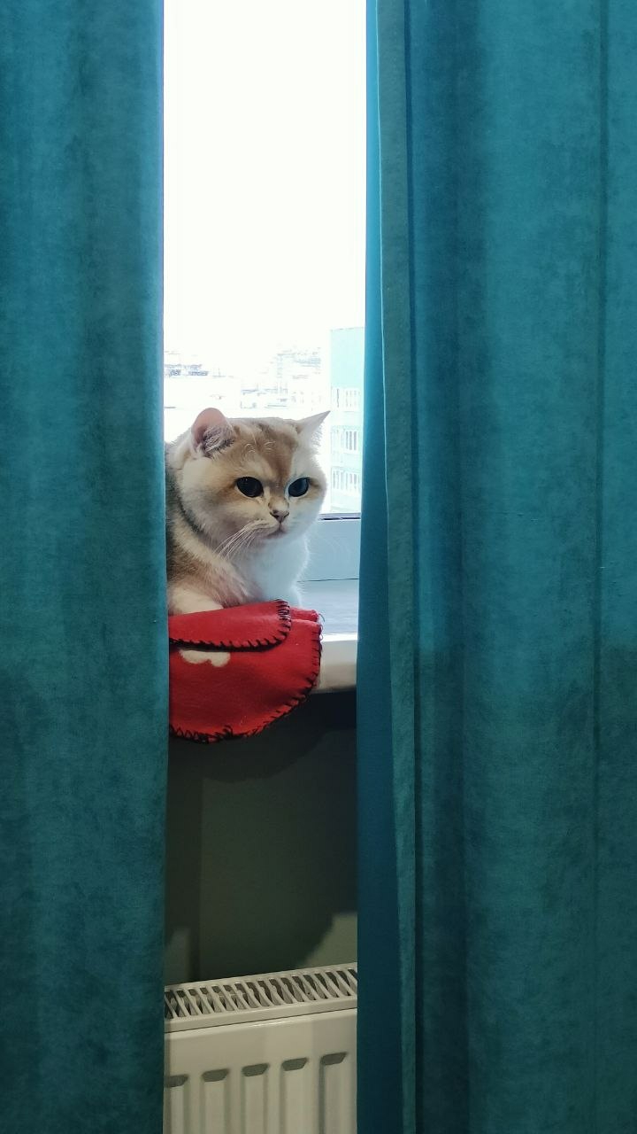 A light-furred cat with tabby markings sits on a window sill, partially obscured by teal curtains. The cat rests on a red object that appears to be a small handbag or pouch. A radiator is visible below the window sill. Through the window, the cityscape of Minsk, Belarus, is faintly visible.