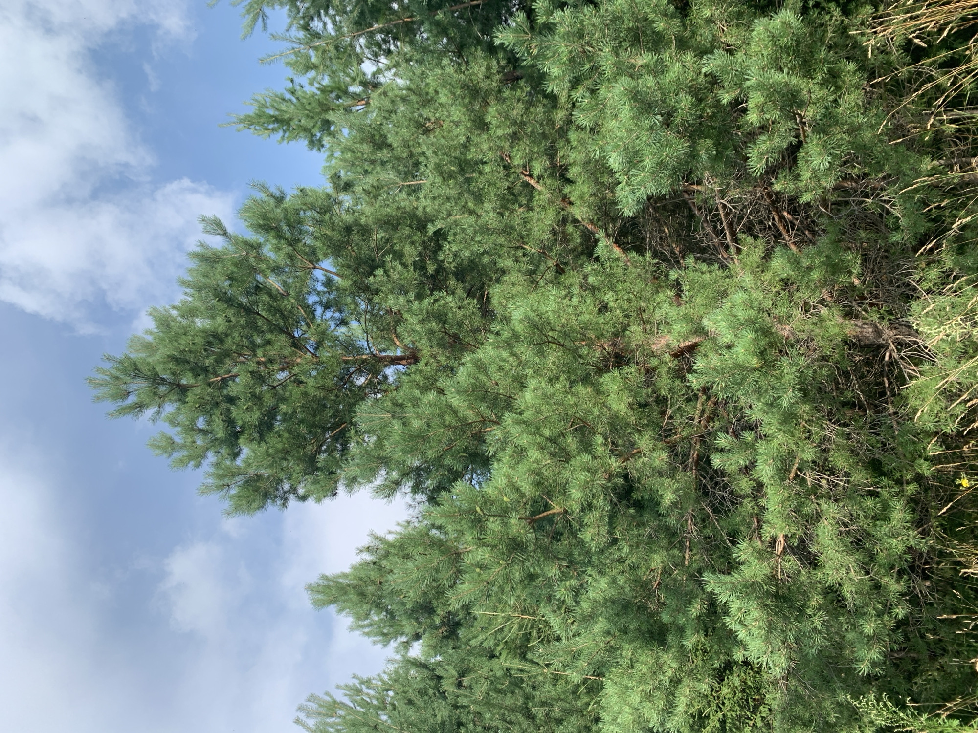 This is a vertical, outdoor, eye-level, medium shot of a dense forest of pine trees under a cloudy blue sky. The trees are lush green and fill the frame from bottom to top. The foreground shows dry grass and a few small yellow flowers. The pine trees are tall and their branches are thick with needles. Some of the trees are taller and more prominent than others, creating a sense of depth. The sky is a bright blue with scattered white clouds. The overall impression is one of a natural and serene environment. This image was taken in the city of Osh'ya, Russia.