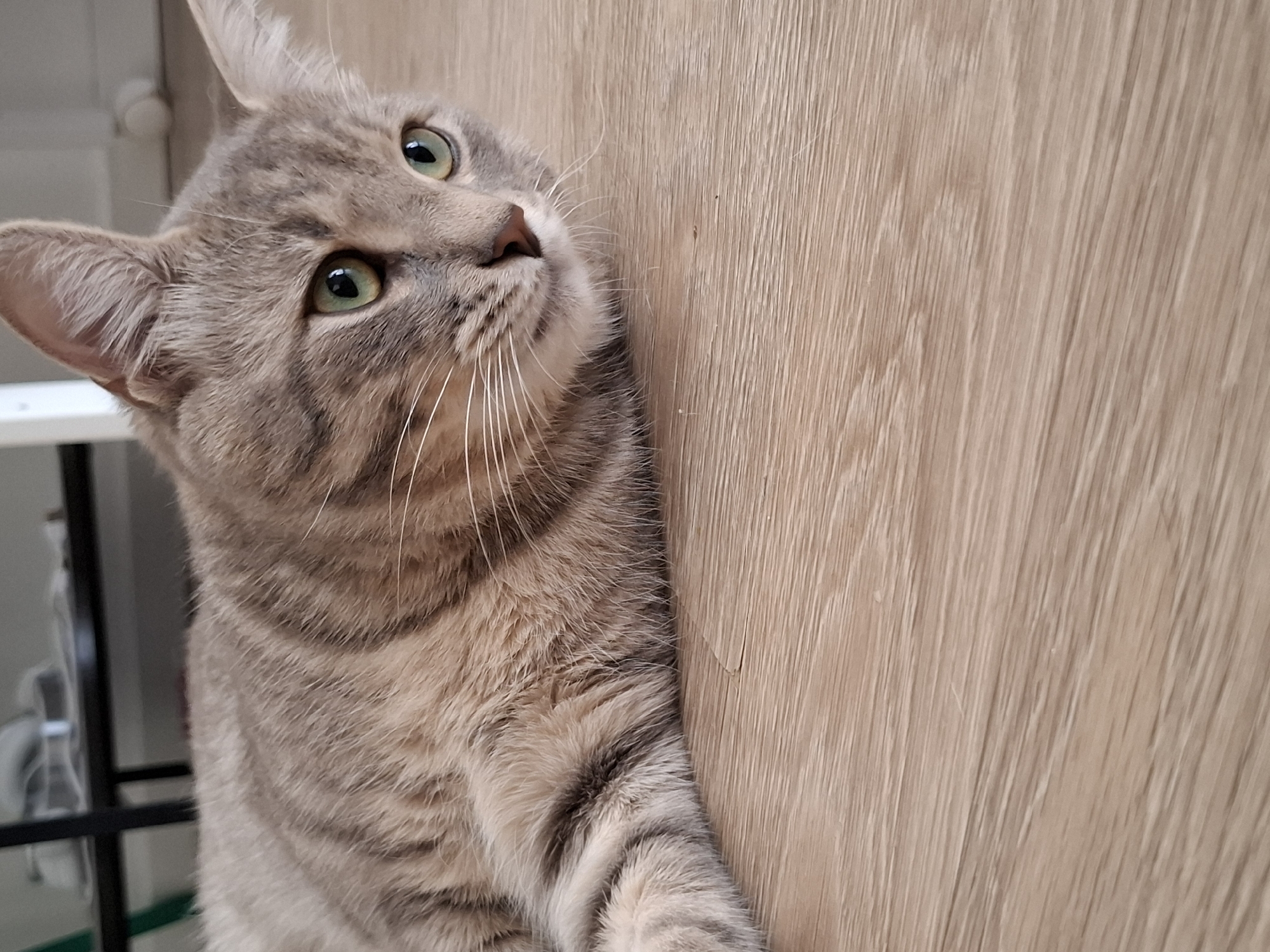 A tabby cat with green eyes is lying on a wooden floor. The cat is facing to the right, with its head turned towards the viewer. The background is out of focus, but appears to be a room with furniture. The image was taken in Zemun, Serbia.