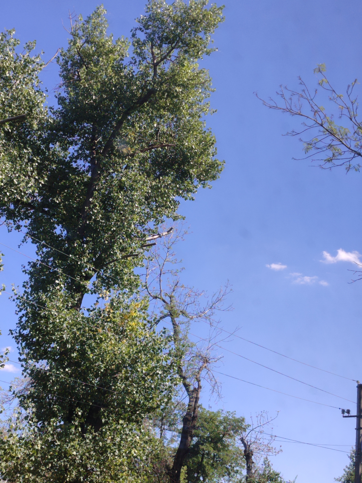 A low-angle shot captures a clear blue sky filled with the lush green canopy of a large deciduous tree on the left. Several thin wires, possibly for electricity or communication, run horizontally across the frame, originating from a utility pole visible on the right. These wires pass through the branches of the tree, creating a layered effect. A smaller, bare-branched tree stands to the right of the main tree, its delicate branches reaching towards the sky. In the upper right corner, a few small, wispy clouds are scattered across the blue expanse. The overall scene suggests a peaceful day, with the natural elements of trees and sky dominating the frame, punctuated by the man-made infrastructure of the utility lines.