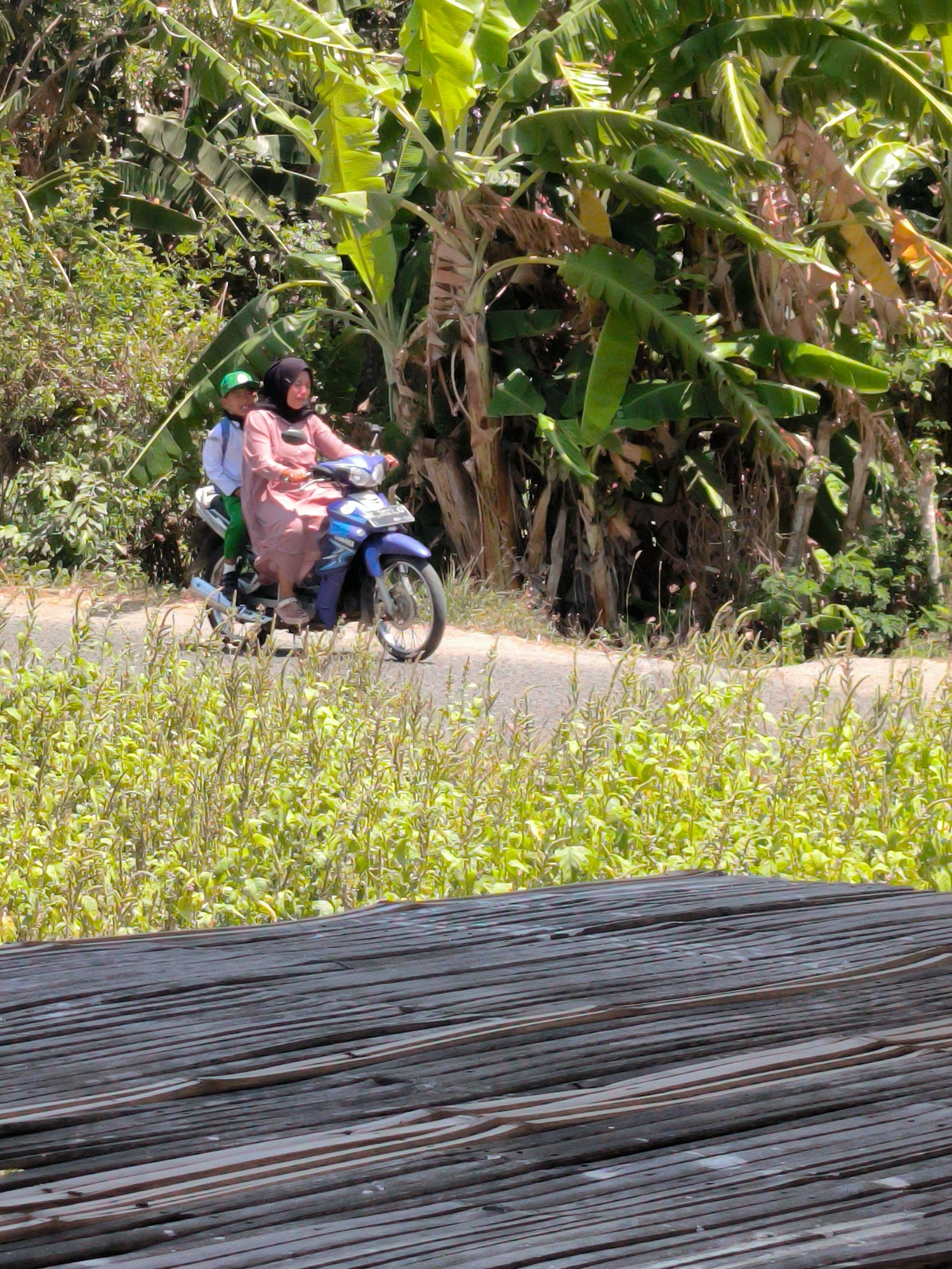 Two individuals, a woman wearing a pink headscarf and dress, and a child in a green cap and white shirt, are riding on a blue motorcycle. The woman is driving the motorcycle. They are traveling on a paved road that is bordered by lush green vegetation. In the background, there is dense foliage, likely banana trees, indicating a tropical environment. In the foreground, a rustic wooden structure, possibly a deck or bridge made of weathered planks, is visible. The scene appears to be in a rural or semi-rural area, consistent with a location in Bumi Mulyo, Indonesia. The lighting suggests it is daytime, possibly morning or afternoon.