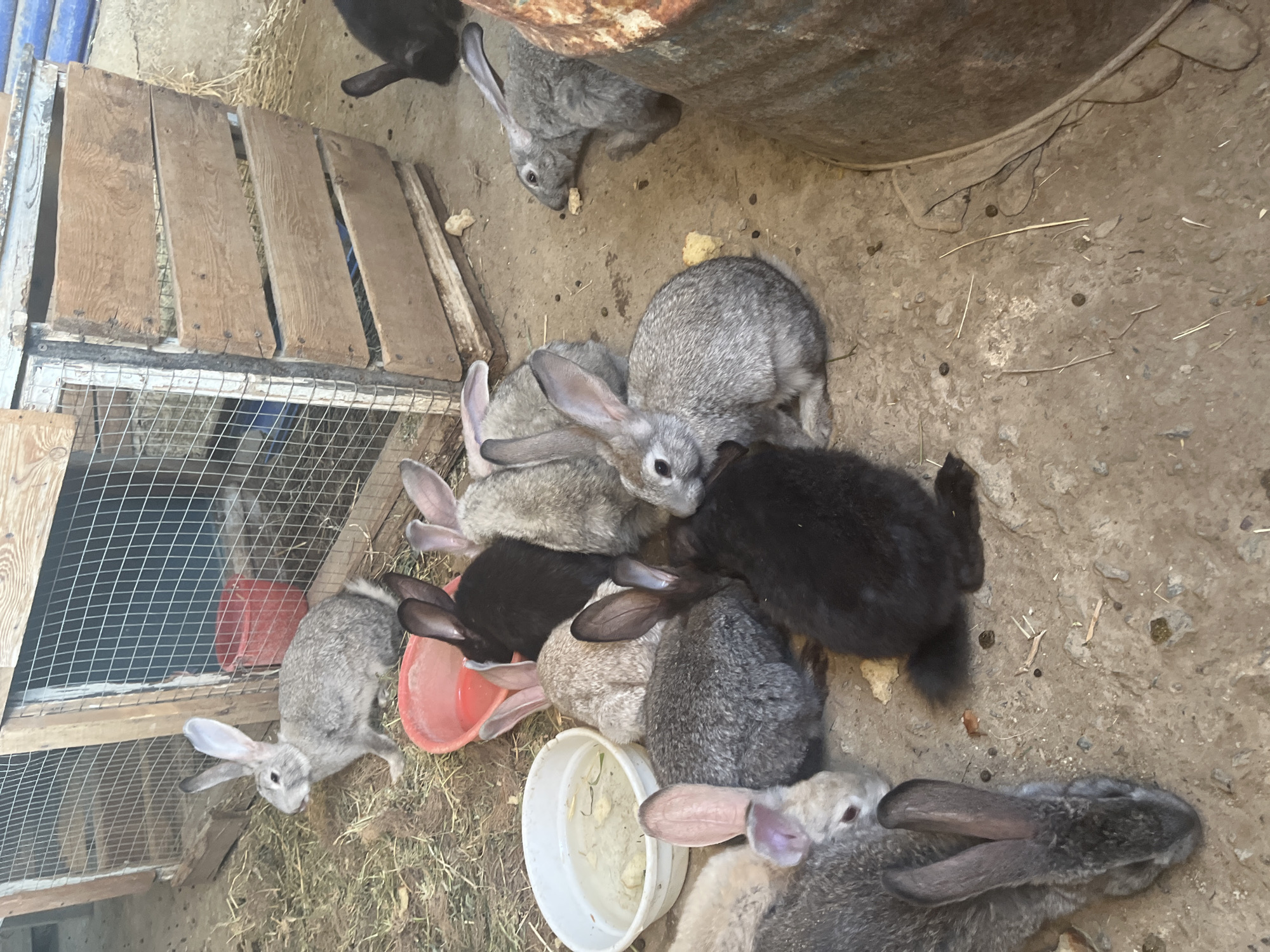 This image depicts a group of rabbits in an outdoor enclosure, likely a farm or backyard setting. The rabbits are of various colors, including grey, black, and white. Some are standing, while others are resting. One rabbit in the foreground is lying down, appearing to be eating something. There is a red bucket in the middle of the enclosure, possibly containing food or water, and a white bowl with liquid. The enclosure is made of wood and wire mesh. The ground is covered with dirt and straw. The image does not provide any information about the city of Zarafshan, Uzbekistan, nor does it show any people.