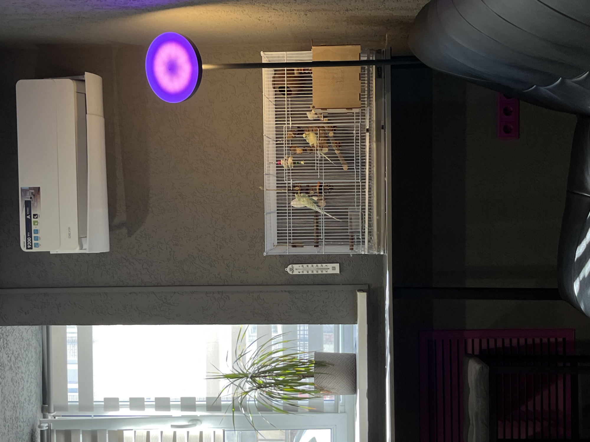 The image shows an interior scene. A white air conditioner is mounted on a textured gray wall. A circular purple light is positioned near the air conditioner. A white birdcage containing several parakeets hangs from a black rod. Below the cage, a thermometer is mounted on the wall. Further down, a window with white vertical blinds is visible, with a potted plant on the windowsill. A dark gray structure is visible in the top right corner, and a purple radiator and what appears to be a crib are present in the bottom right. The location is Rostov-on-Don, Russia.