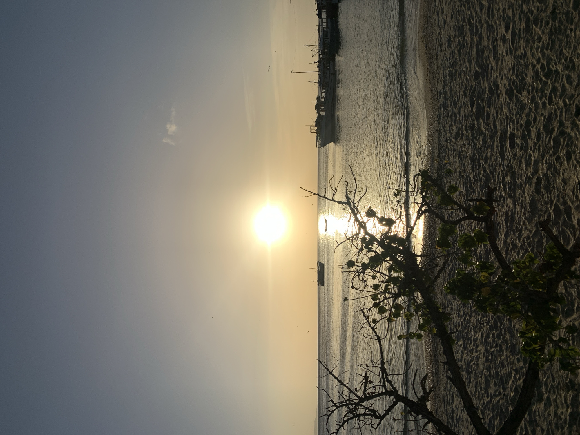 The image depicts a serene sunset scene at the beach in Juan Griego, Venezuela. The sun, a bright orb, is low on the horizon, casting a golden glow across the calm ocean. Several boats are visible on the water; some are docked in the distance, appearing as silhouettes against the shimmering sea, while others are at anchor further out. The foreground is dominated by a sandy beach, with the textured surface of the sand clearly visible. In the immediate foreground, the branches of a silhouetted tree, with sparse leaves, reach into the frame, partially obscuring the view of the water and the beach. The sky transitions from a pale yellow near the horizon to a soft blue overhead, with a faint cloud in the upper right portion of the image. The overall impression is one of tranquility and natural beauty.