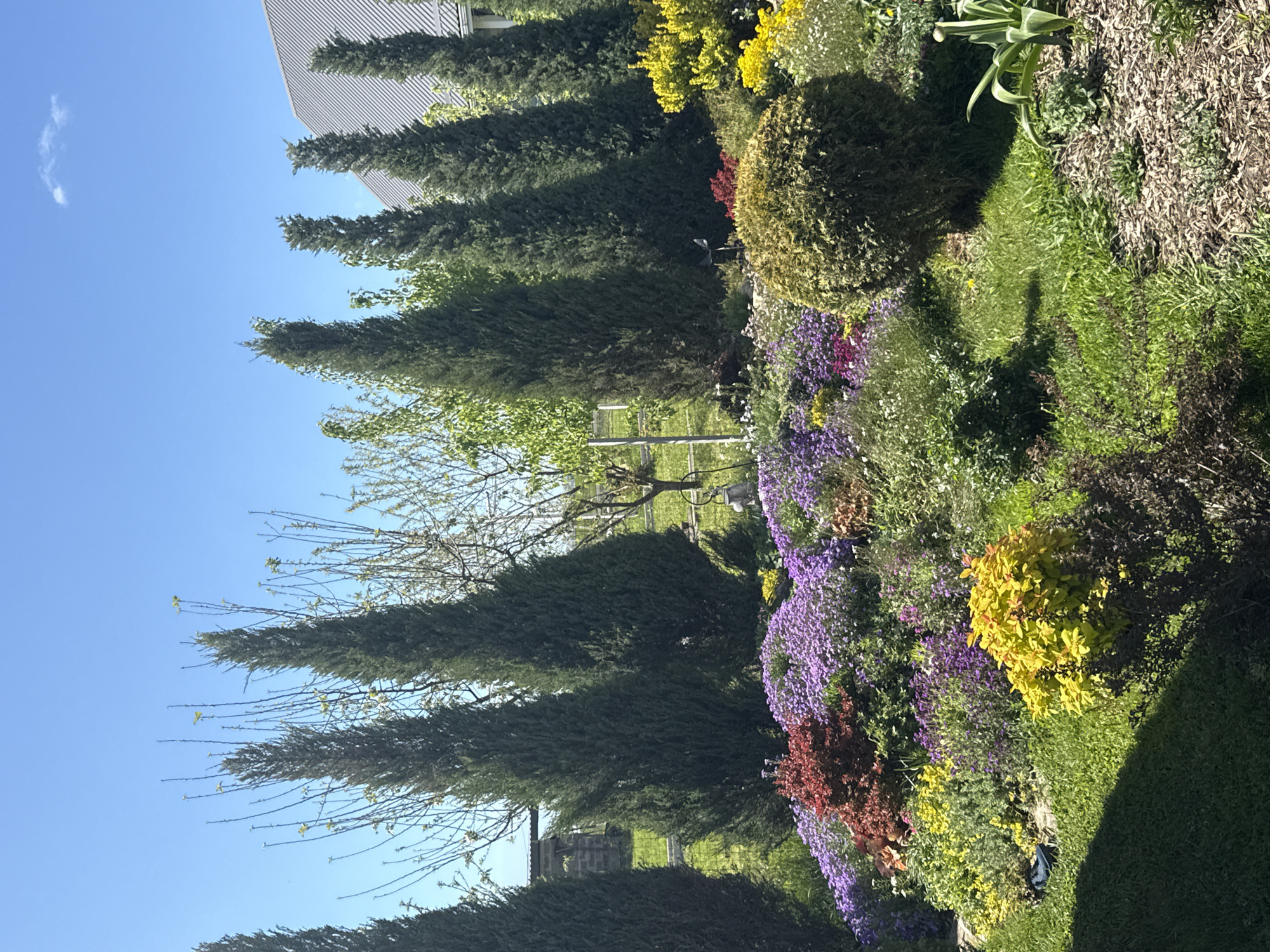 The image, when correctly oriented, captures a vibrant and well-maintained garden or yard under a clear blue sky. The scene is dominated by a diverse array of plant life, suggesting a setting in spring or early summer.
In the background, a series of tall, dark green coniferous trees, possibly cypresses or junipers, stand in a row, forming a dense natural screen. Behind these trees, on the upper left, a building with light-colored, possibly corrugated metal or panel siding, is partially visible. A deciduous tree, with bare branches showing early signs of budding leaves, is situated in the mid-ground, nestled among the evergreens.
The foreground and mid-ground are rich with various flowering plants and shrubs. A large swathe of purple flowers, potentially lavender or a similar species, stretches across the right side of the frame, providing a striking color accent. Bright yellow shrubs with new foliage and areas of reddish-brown plants are interspersed among the purple blooms, creating a varied and colorful landscape. The ground is covered with lush green grass and other ground cover plants, showing varied textures and shades of green.
Bright sunshine illuminates the scene, casting distinct shadows from the trees and shrubs, indicating a clear, sunny day, likely midday or early afternoon. A single, wispy white cloud floats in the otherwise pristine blue sky. There are no people visible, nor is there any discernible text. The overall impression is one of tranquility and natural beauty in Pervorechenskoye, Russia.