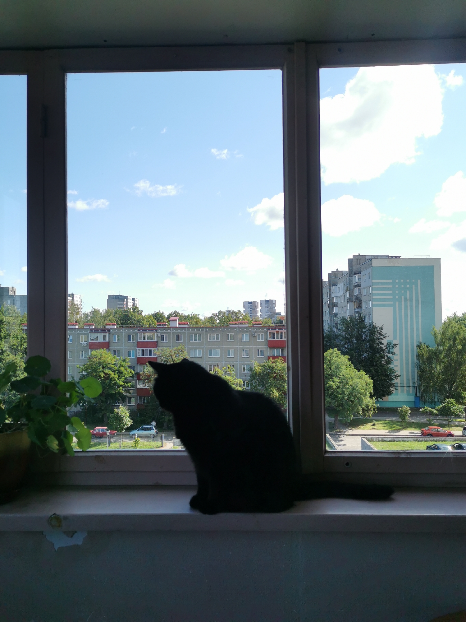 A black cat is silhouetted on a windowsill, facing the camera and looking out a window at an urban landscape. The window is divided into two panes by a dark vertical frame. Through the window, apartment buildings of various sizes and architectural styles are visible, surrounded by lush green trees. The sky is blue with scattered white clouds. In the foreground, a potted plant with green leaves is on the left side of the windowsill. Below the windowsill, a textured wall is visible. The scene appears to be a residential area in the city of Brest, Belarus.