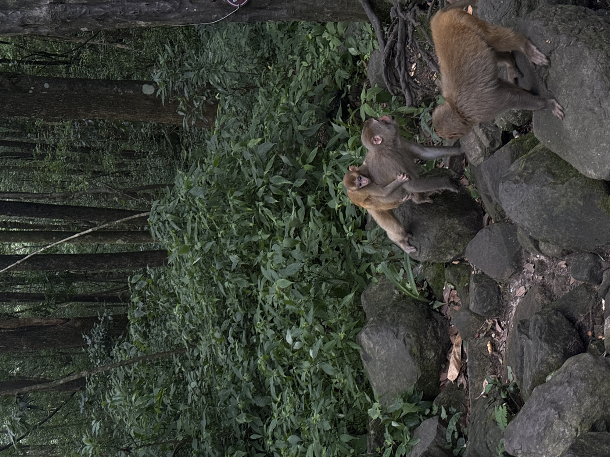 In the city of Wulingyuan, China, within a dense, green forest, two monkeys are observed. One monkey is carrying a smaller monkey on its back, while another monkey stands on a rock. The environment consists of large, dark rocks, lush green foliage, and tall trees with visible bark textures. The lighting suggests an overcast or shaded condition, creating a muted color palette.