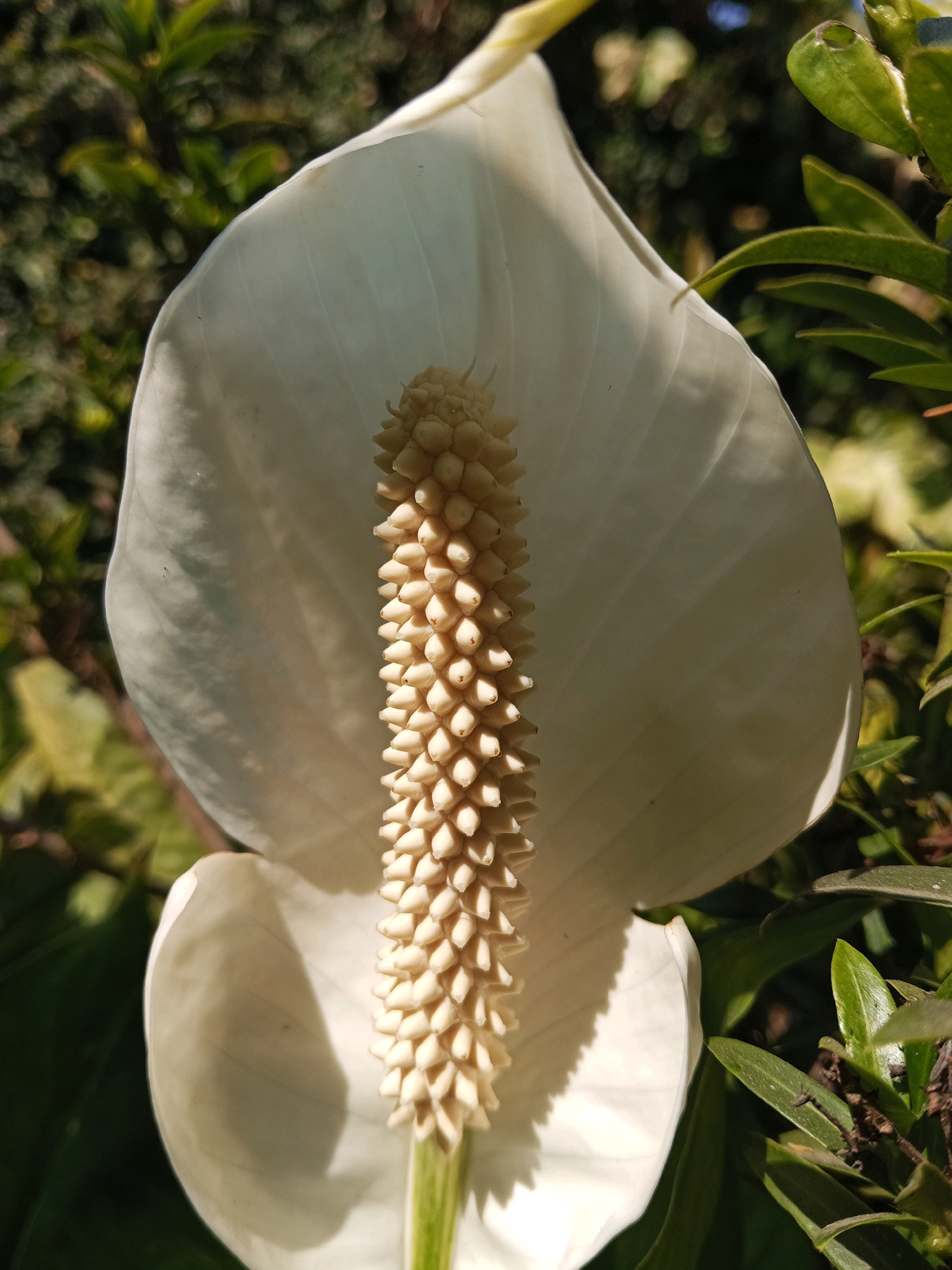 A close-up, vertical, eye-level shot captures a white peace lily flower in bloom against a blurred background of green foliage. The flower's spathe, or modified leaf, is a prominent feature, a large, curved, white petal that cradles the spadix, a creamy yellow, cylindrical structure covered in tiny, bead-like florets. The light casts a soft shadow on the left side of the spathe, highlighting its delicate texture and veins. The green leaves in the background are out of focus, creating a natural bokeh effect that draws attention to the flower. The image was taken outdoors, likely in a garden or natural setting. There is no indication of human presence or activity.