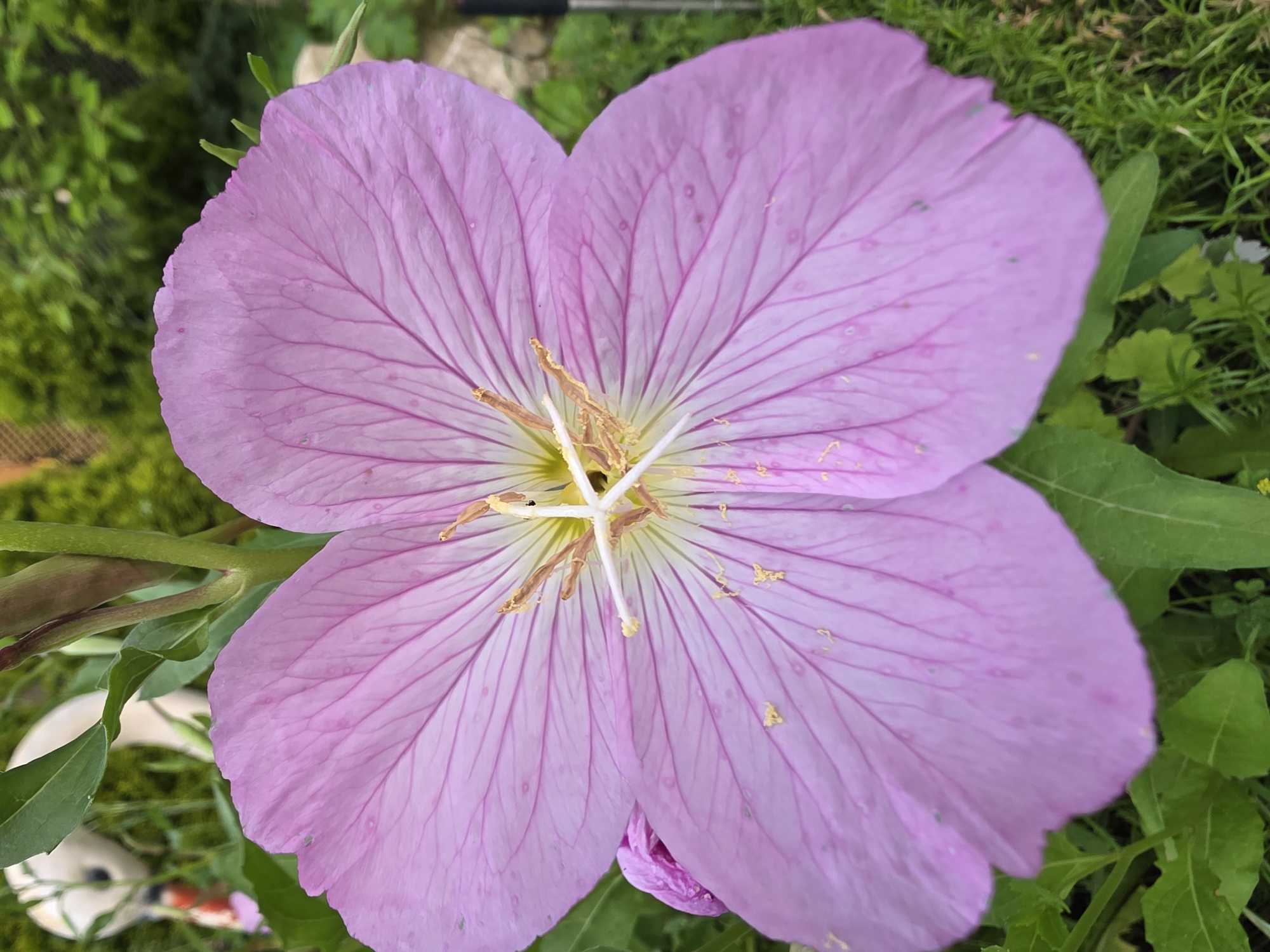The image shows a close-up of a pink flower with visible veins. The flower has four large petals. In the background, there are green leaves and grass. There is also a blurry white object, possibly a garden ornament, and a portion of a fence. The scene appears to be outdoors, likely in a garden. The location of Dolishte, Bulgaria is not depicted in the image.