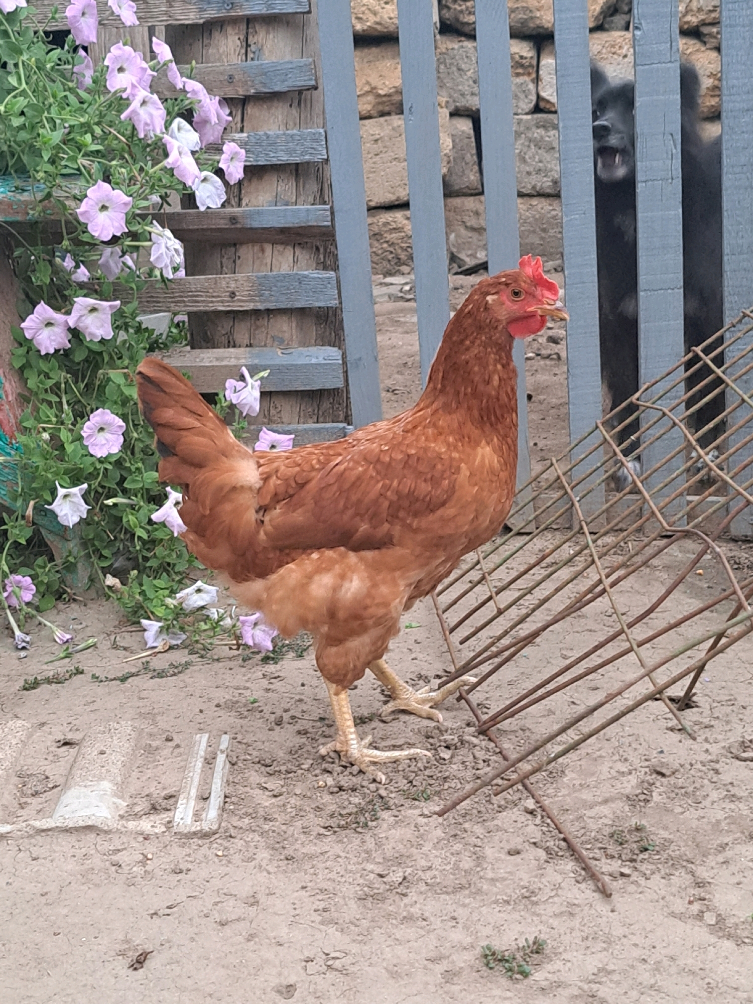 In Vypasne, Ukraine, a brown hen stands on a dirt ground next to a leaning metal structure. Behind the hen, a dark-colored dog with its mouth open is visible through a light blue wooden fence. Pink petunias are growing on a wooden structure to the left of the hen. The background consists of a stone wall.