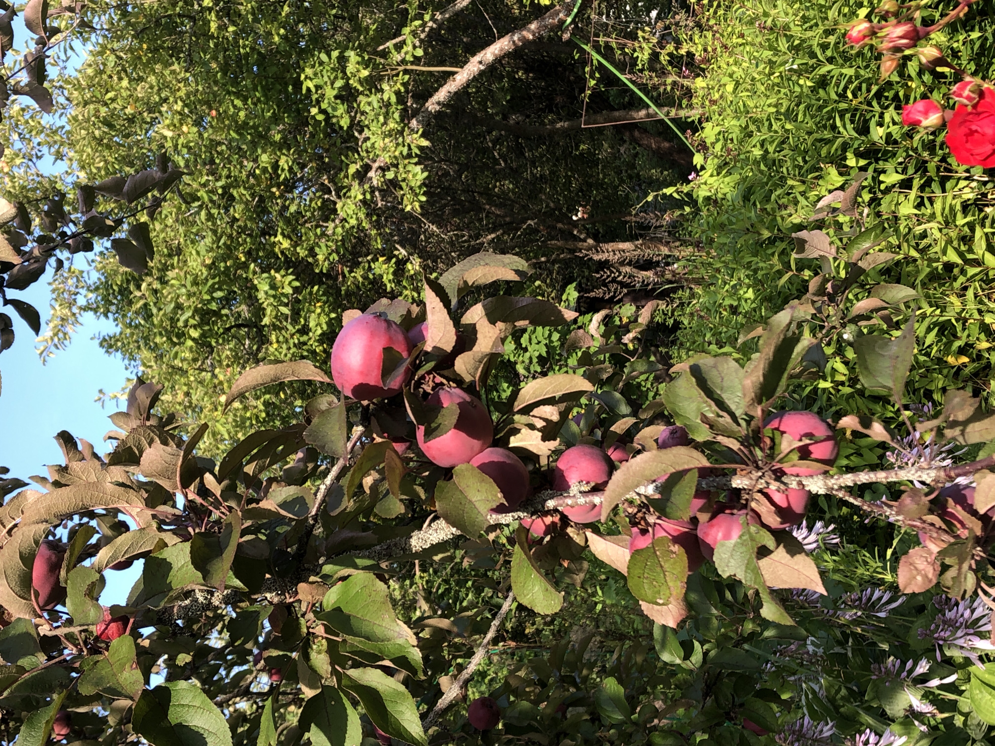 The image shows a close-up view of a tree branch laden with ripe, dark red apples, set against a backdrop of lush green foliage and a bright blue sky. The apples are clustered together, with some partially obscured by the tree's leaves. The leaves are a mixture of green and reddish-brown, indicating they may be from a variety of apple tree known for its dark foliage or that it's late in the season. The tree branch itself is gnarled and textured, with visible lichen growth. In the background, dense green trees and bushes create a sense of an orchard or garden. Further in the background, hints of a fence and possibly some flowering plants are visible, suggesting a rural or semi-rural setting. The lighting suggests it is daytime, with sunlight illuminating the fruit and leaves. The image does not contain any people or animals. The overall impression is one of abundance and the natural beauty of a fruit-bearing tree in an outdoor environment. The specific location mentioned, Красная Пресня Снт, Russia, implies this is likely a dacha or garden plot within a horticultural cooperative in that area.