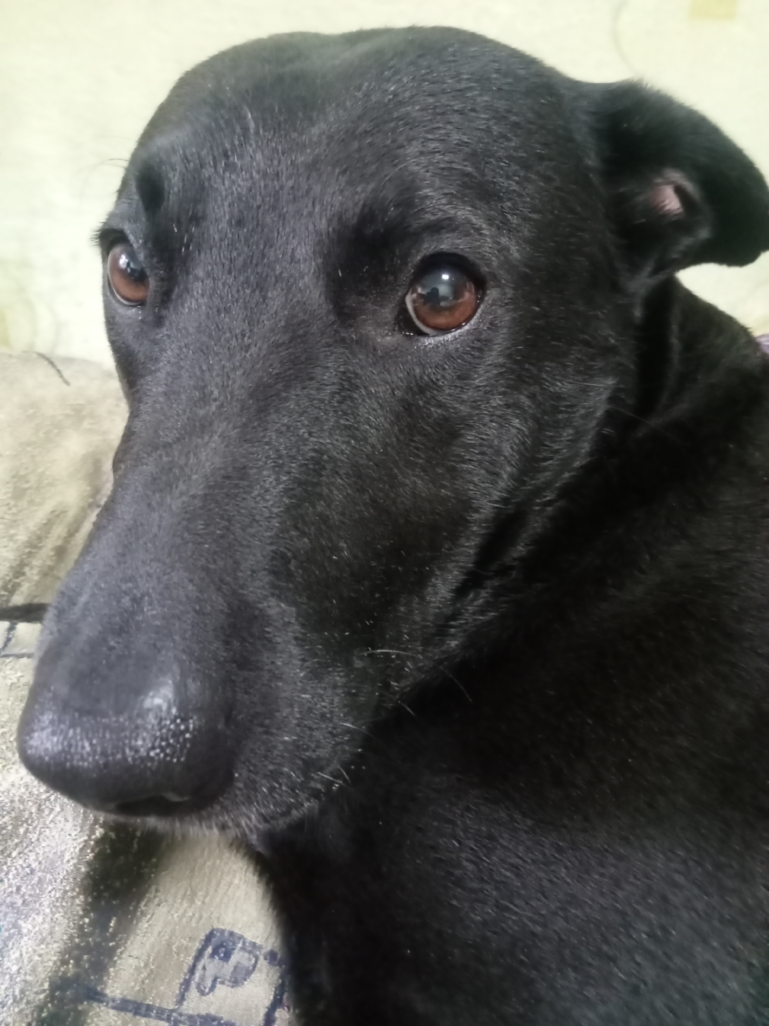 The image displays a close-up, slightly elevated perspective of a black dog's head and upper body, centered within the frame and looking directly at the viewer. The dog has short, dark fur. Its prominent dark brown eyes show distinct reflections of ambient light. The wet, textured black nose is visible in the lower left portion of the frame. A portion of a floppy ear, revealing a pink interior, is visible on the right side of the head. The dog is positioned against a light-colored, patterned fabric, likely a cushion or blanket, with a uniformly lighter, blurry background. The scene is illuminated by soft, diffuse lighting. The described scene is located in the city of Unknown, Unknown.