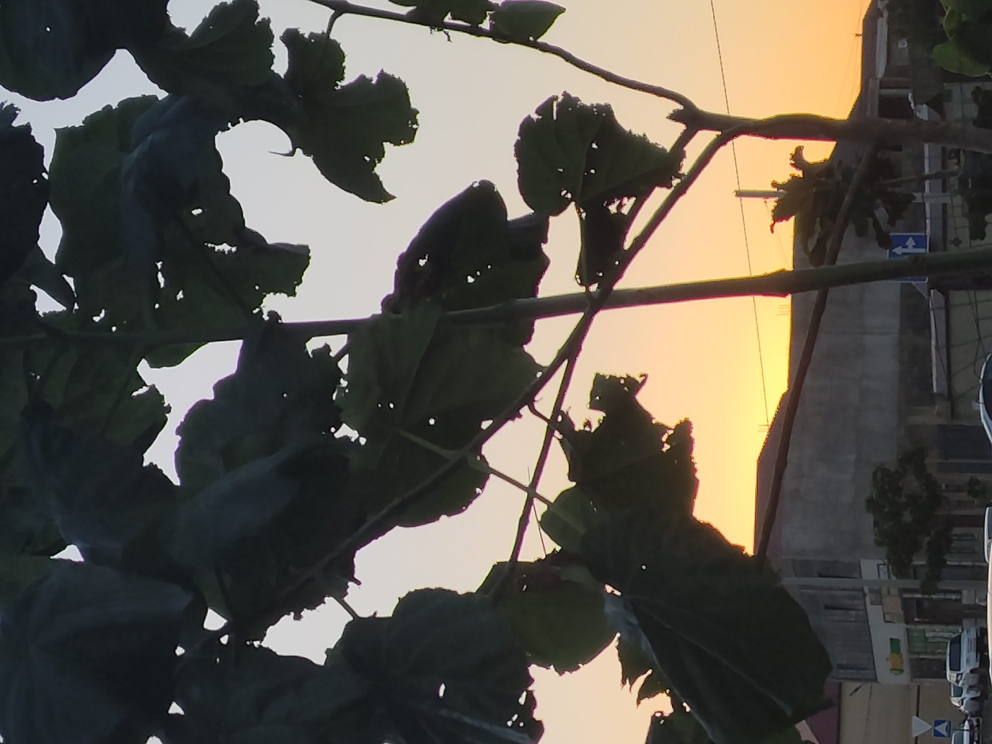 An outdoor, waist-up, eye-level shot captures large, dark green leaves in the foreground, silhouetted against a hazy, pale yellow and light orange sky. The leaves are torn and irregular in shape, obscuring the background. Beyond the leaves, a muted grey, multi-story building with a flat roof is visible, appearing somewhat industrial or commercial. The lower portion of the image shows the street-level view of this building, with a sidewalk and vehicles. Cars are parked and in motion on a street in front of the building. The scene is lit by the soft glow of either sunrise or sunset. The location is identified as Leninkent, Russia.
