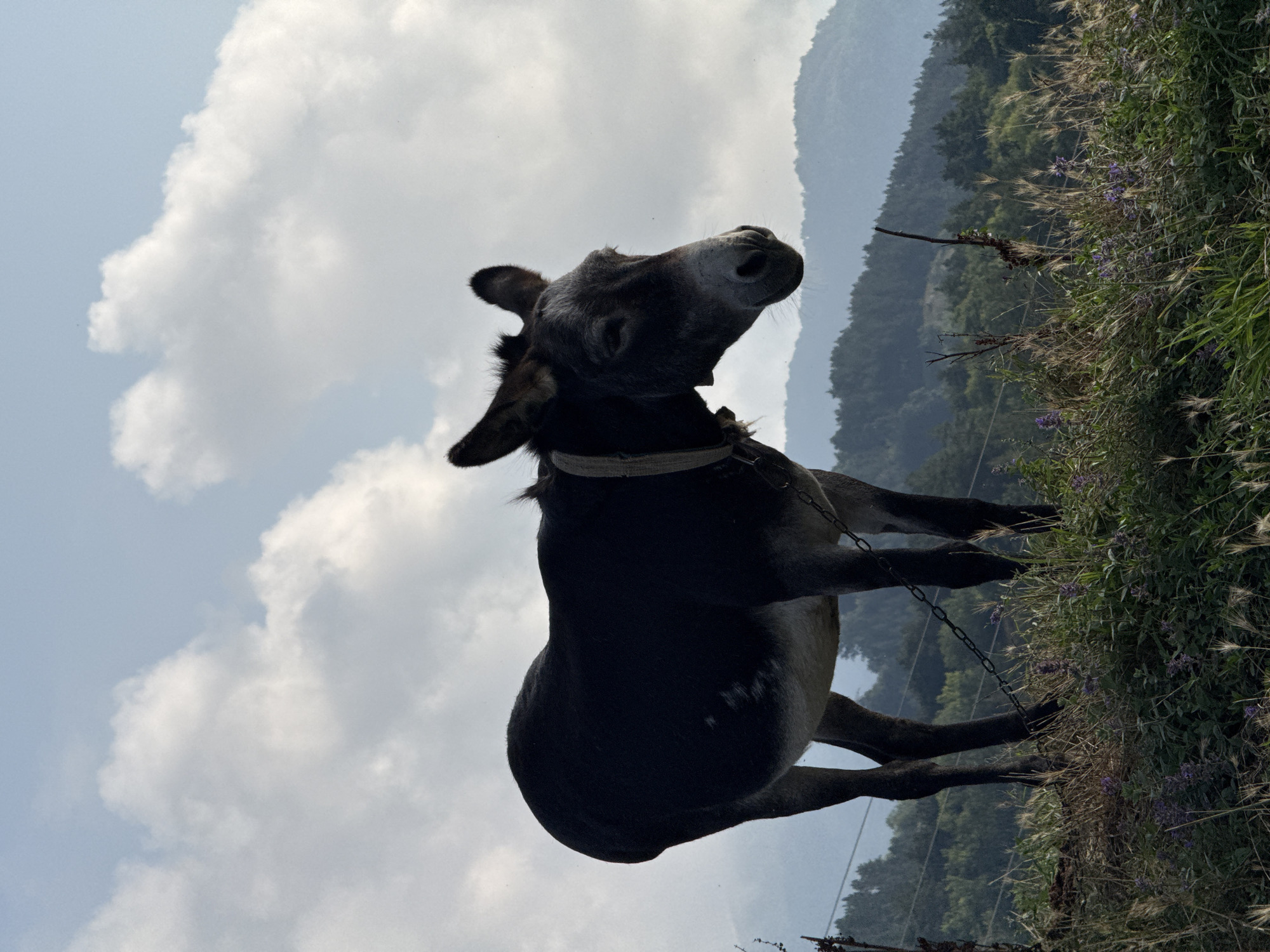 A black donkey stands on a grassy incline, its head turned to the right. The donkey is wearing a collar and a chain. In the background, there are rolling hills covered in trees, and a hazy, blue sky with scattered clouds. The scene is likely in Dilijan, Armenia, known for its lush, mountainous landscape.