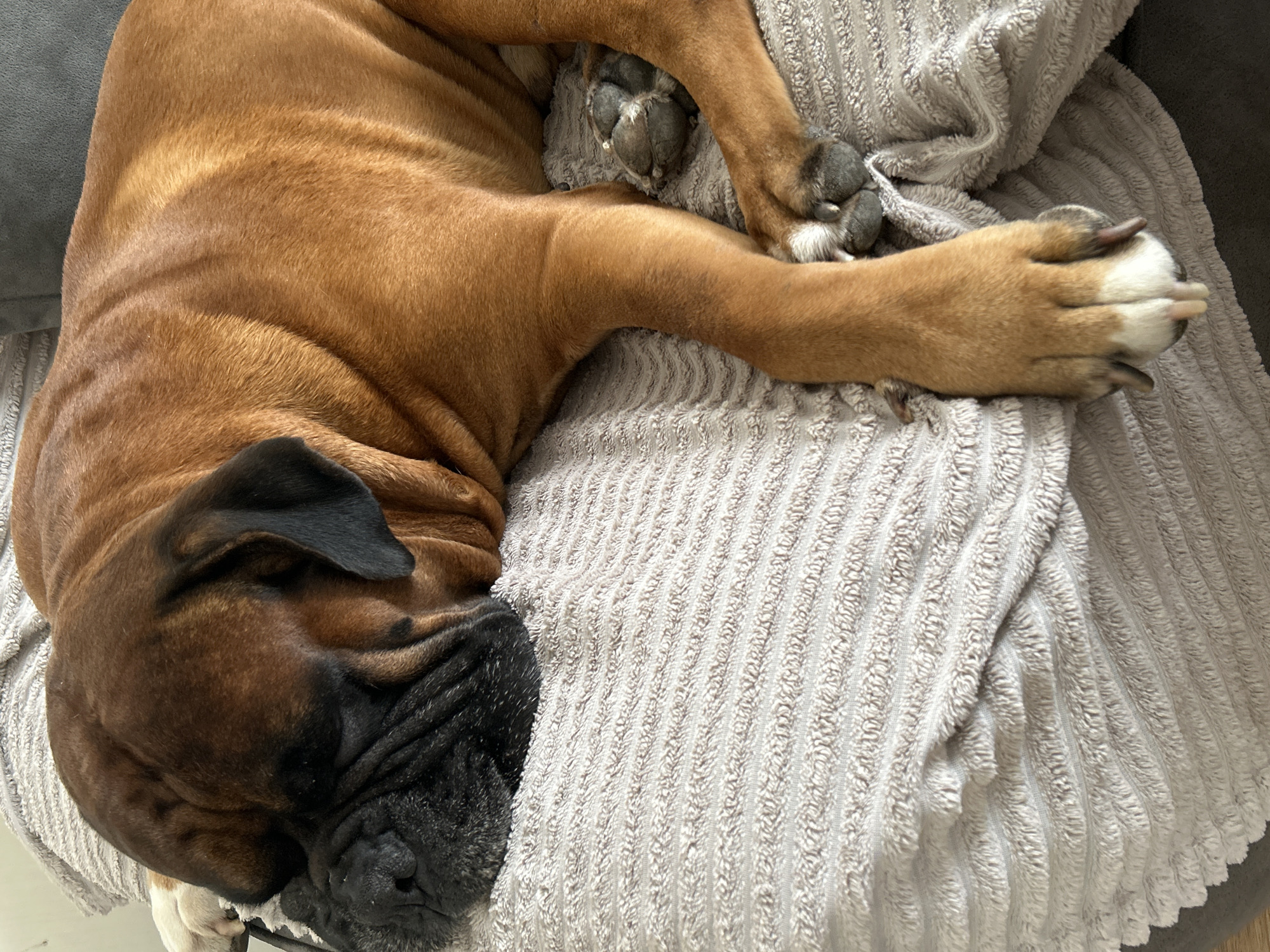 A large, fawn-colored dog, consistent with a Mastiff breed, is depicted sleeping on a light grey, ribbed textile surface. Its head, featuring pronounced facial wrinkles and dark, floppy ears, is rested on the textile. The dog's muzzle and areas around its eyes are dark, appearing almost black. One forelimb is extended forward, showcasing white distal markings on its paws and dark nails. A second paw is partially visible, curled against its torso. A small, white paw is observed in the upper left background, indicating the presence of another, unidentifiable animal. The dog is situated on cushioned furniture, with a dark grey upholstery visible in the background. The scene is an indoor environment, located in the city of Unknown, Unknown.