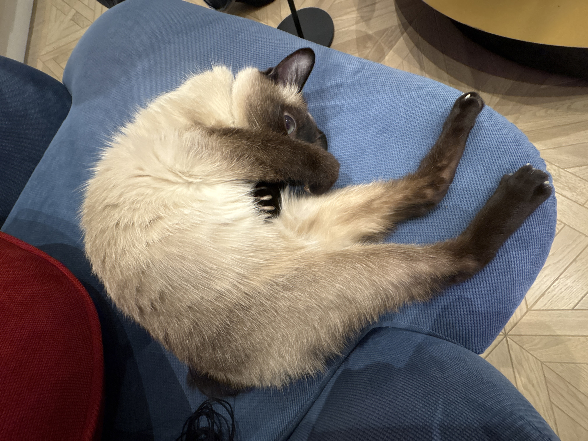 A Siamese cat is curled up on a blue sofa. The cat has light tan fur on its body and dark brown fur on its face, ears, tail, and paws. The cat is lying on its side with its paws curled towards its face. The sofa is textured and appears to be made of corduroy. A red cushion is partially visible on the left side of the image. A small black object is visible on the floor below the sofa. The background shows a parquet floor and a black object on a stand. A table is also partly visible. The location is unknown.
