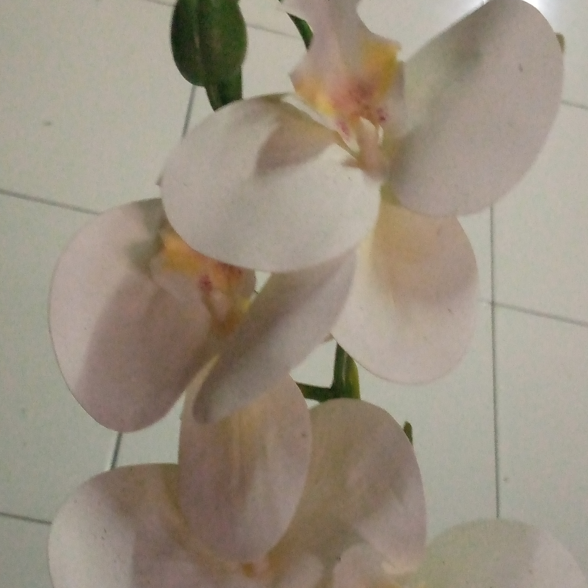 A close-up, upward-angle shot captures a cluster of light-colored orchid blooms against a pale, tiled background. The orchids have prominent, delicate petals, with hints of pink and yellow at their centers. A dark green stem and leaf are visible at the top left of the frame. The tiled surface appears to be a light gray or beige, with thin, darker grout lines creating a grid pattern. The overall lighting is soft and diffused. The scene is indoors, likely in a domestic setting within Sumberwono, Indonesia, given the typical tiled flooring found in many Indonesian homes. No individuals are present.