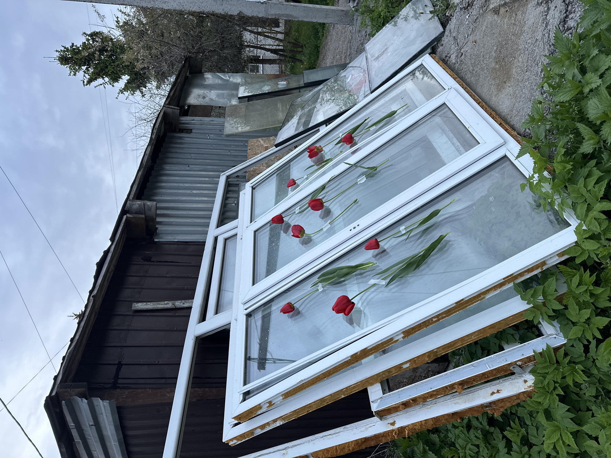 The image depicts a seemingly discarded stack of white-framed window panes lying on the ground near a dilapidated wooden structure with corrugated metal siding. The location appears to be outdoors, possibly in a neglected area given the presence of weeds and overgrown vegetation. Six red tulips, seemingly placed deliberately, are affixed to the window panes with tape. The scene suggests a juxtaposition of natural beauty (the flowers) against the backdrop of decay and abandonment. The sky is overcast. It is not possible to verify the city of Nizhny Novgorod, Russia, based on the image.