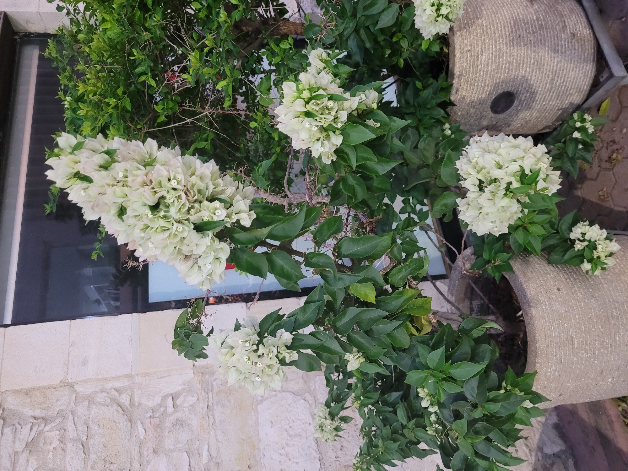 A close-up, eye-level shot captures a cluster of white bougainvillea flowers in bloom, set against a backdrop of a stone wall on the left and a dark-tinted window on the right. The bougainvillea, with its numerous small, delicate white bracts and deep green leaves, spills out of two large, textured pots. The pot in the foreground, made of a beige, rough material resembling stone or coarse fabric, has a round, dark accent on its front. Behind it, another similar pot is partially visible. The surrounding environment suggests an outdoor setting, possibly a courtyard or patio, with glimpses of a paved surface on the ground. The lighting appears to be natural, likely overcast or late afternoon, creating soft shadows. No people are present in the scene. The overall impression is one of natural beauty and tranquility. This scene could be found in the historic center of Limassol, Cyprus, where such decorative plants are commonly used to adorn public spaces and private residences, contributing to the city's charming Mediterranean aesthetic.