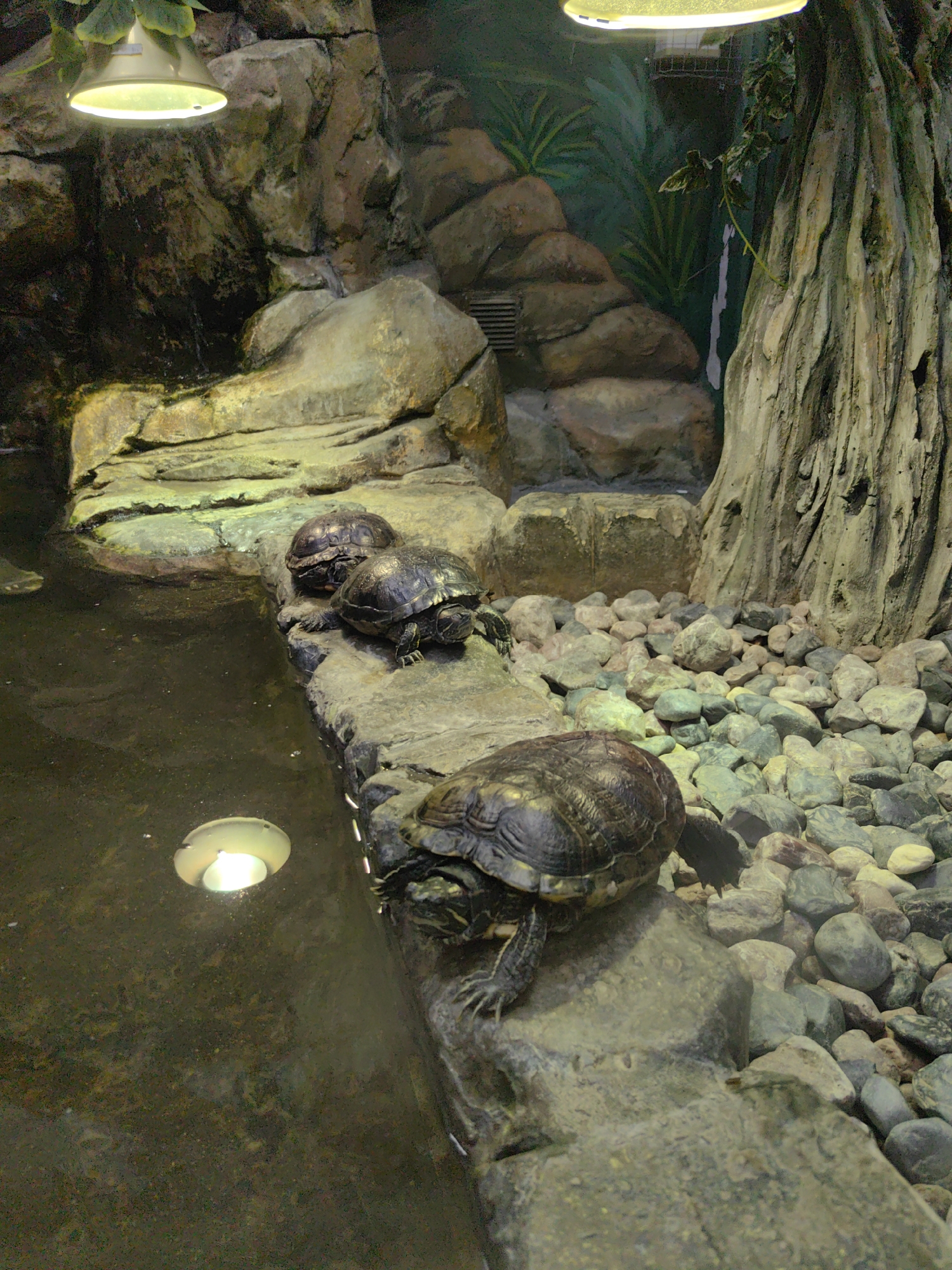 Four turtles are on a rock ledge above a dark, murky pool of water. The pool has a light fixture submerged in it. The rock ledge is rough and uneven, with several smaller rocks scattered around it. Behind the ledge, there is a backdrop of rocks and a large, rough-barked tree trunk. Green, leafy plants are also visible in the background. The lighting is dim, with a warm light emanating from the fixture in the pool and another light fixture hanging from above. The scene appears to be an exhibit in a zoo or aquarium, designed to mimic a natural habitat. The turtles are positioned on the rocks, some facing towards the water and others looking away. Their shells are dark and patterned. There is no text visible in the image.