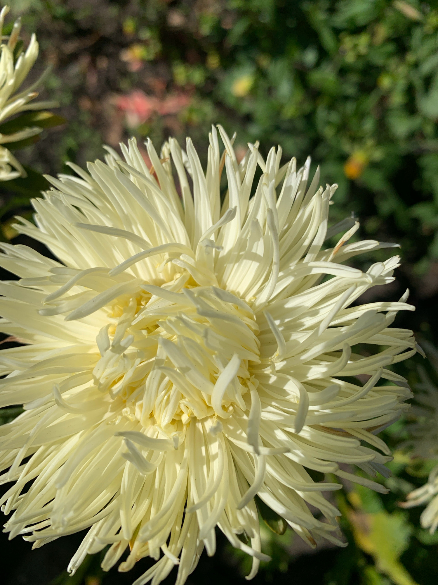 A close-up, eye-level shot focuses on a light yellow chrysanthemum flower with thin, elongated petals that curl slightly. The flower is in sharp focus, with a blurred background of green foliage and dark soil. The lighting suggests it is daytime, likely outdoors. The image does not provide any specific visual cues that would allow for the determination of its location within the city of Novostroika, Russia, or any indication of people, actions, or interactions.