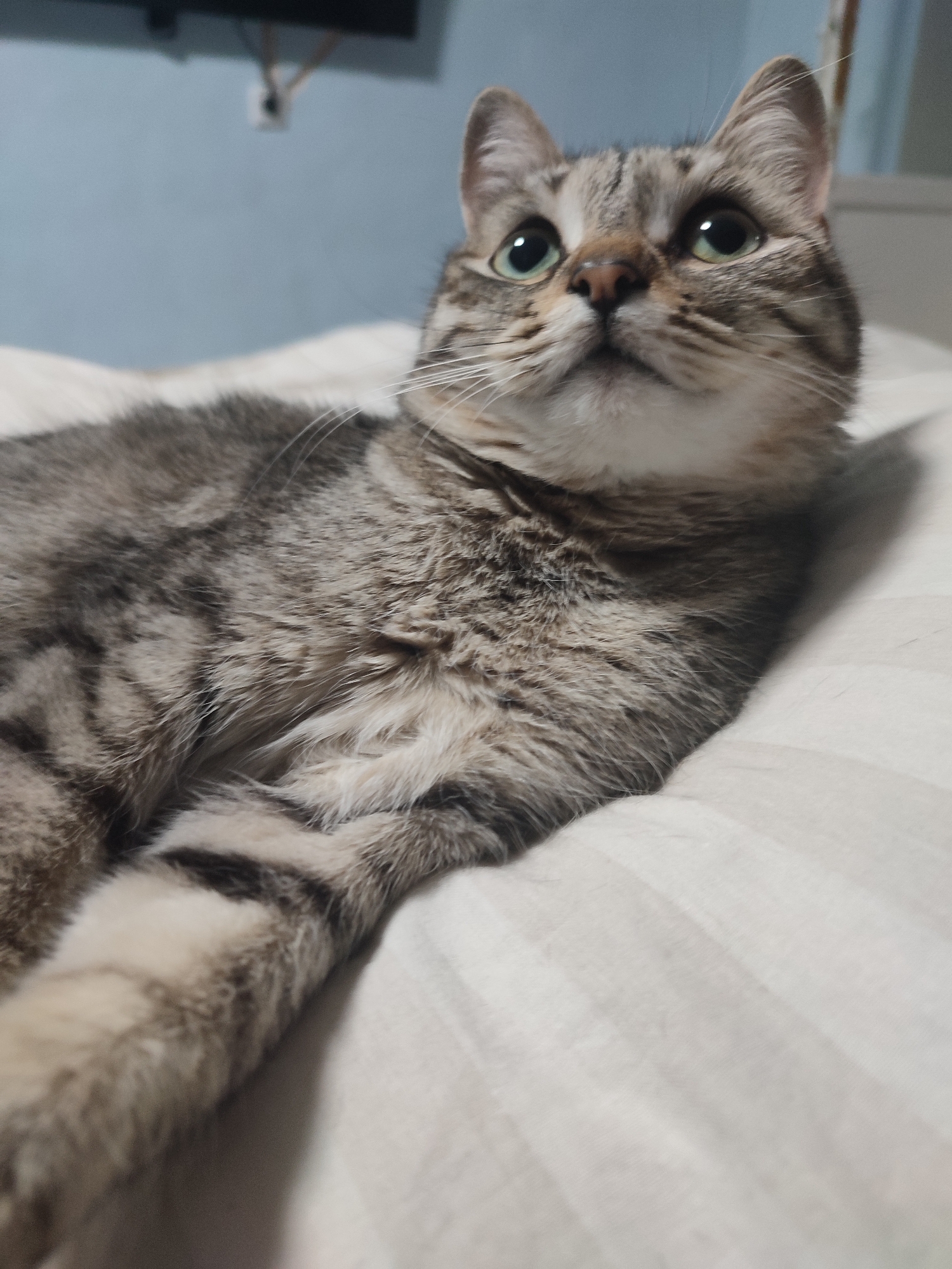 A medium-sized tabby cat lies on a white, striped fabric surface, likely a bed. The cat is predominantly gray with darker gray stripes and a white chest. Its eyes are green and it is looking upward and slightly to the right. The background includes a light blue wall with an electrical outlet and a television. The scene appears to be indoors. It is impossible to determine if this is in the city of Chaikovsky, Russia from the given image.