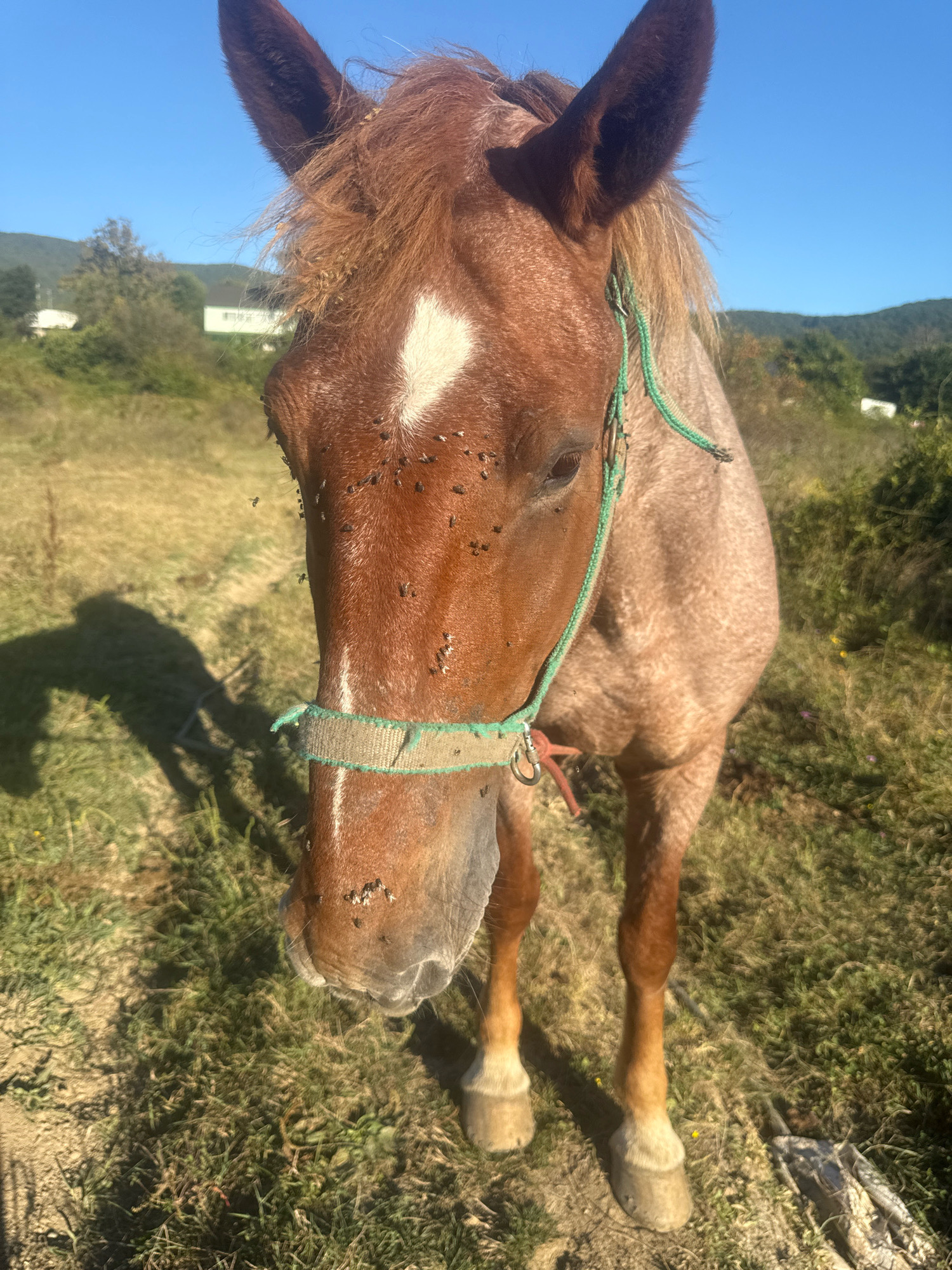 In the city of Tenginka, Russia, a brown horse stands in a grassy field under a clear blue sky. The horse is wearing a green halter and has a white marking on its forehead. Numerous flies are visible on the horse's face and body, suggesting it is outdoors in an area with insects. The background shows a gentle hillside with trees and some structures, possibly houses or farm buildings. The ground is covered in dry grass and patches of green vegetation. A shadow of the horse and a person holding a camera is cast on the ground to the left.