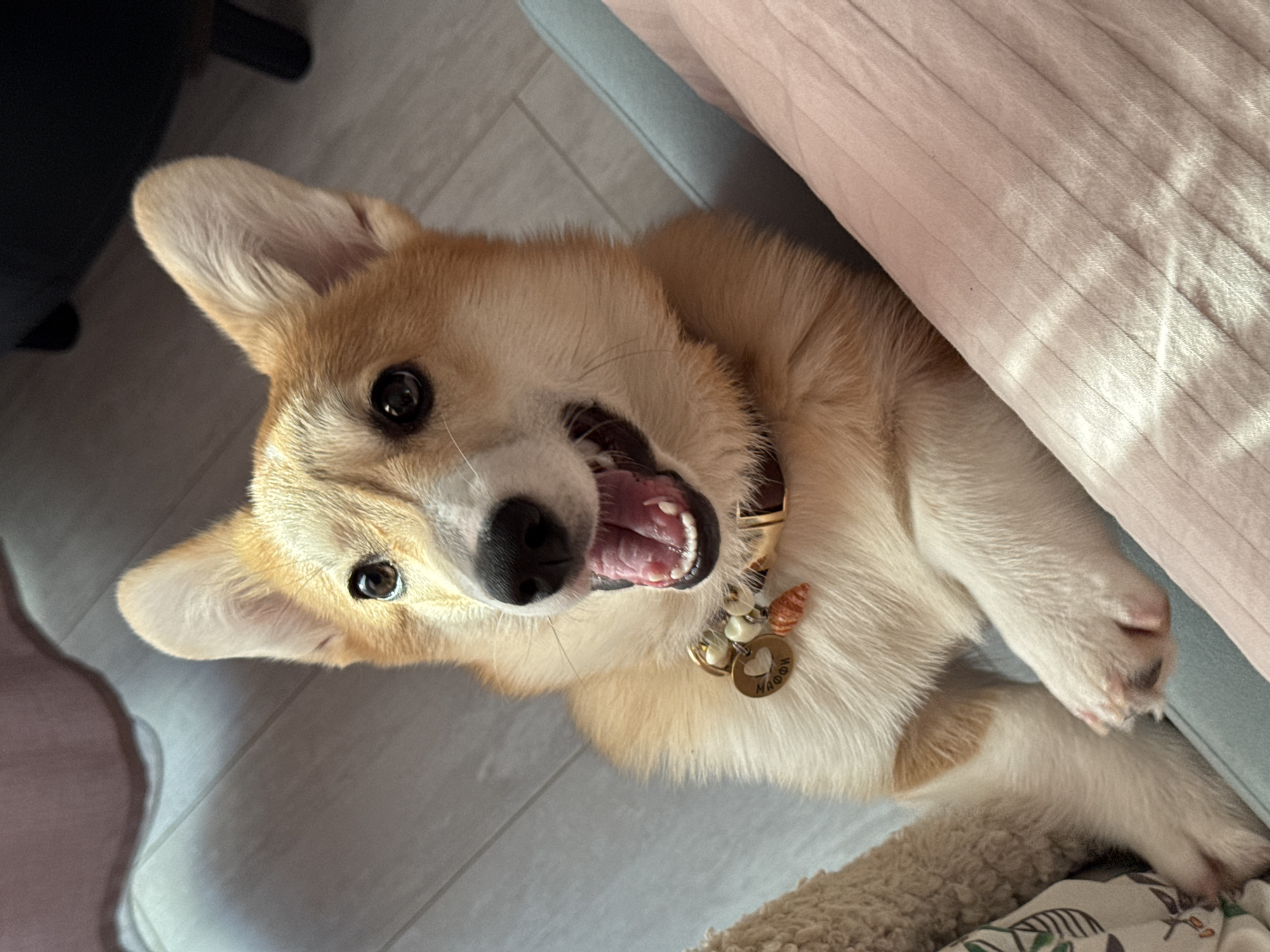 A tan and white Corgi dog is lying on its back on a light-colored tile floor. The dog has a brown collar with a round tag. A light pink blanket or sheet is visible to the right of the dog.