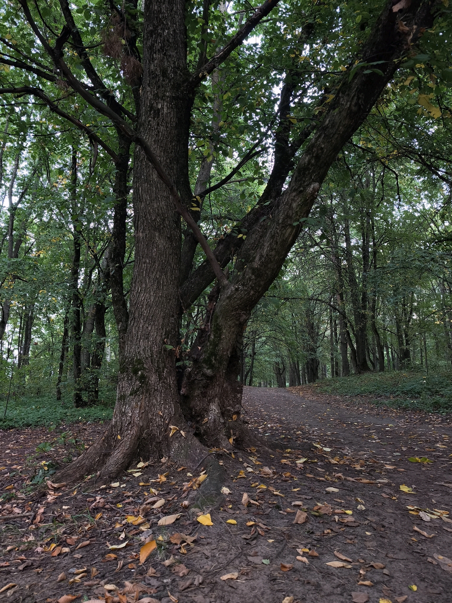 The image depicts a forest path in Mahilyow, Belarus. A large tree with a thick, textured trunk stands prominently in the foreground, its branches reaching out and partially obscuring the view of the sky. Fallen leaves, predominantly in shades of brown and yellow, litter the muddy ground around the tree's base and along the path. The path itself is a dirt track that curves away into the distance, flanked by dense foliage and other trees, creating a canopy of green. The overall impression is of an autumnal forest scene, with a sense of depth and natural beauty. There are no people or animals visible in the image.