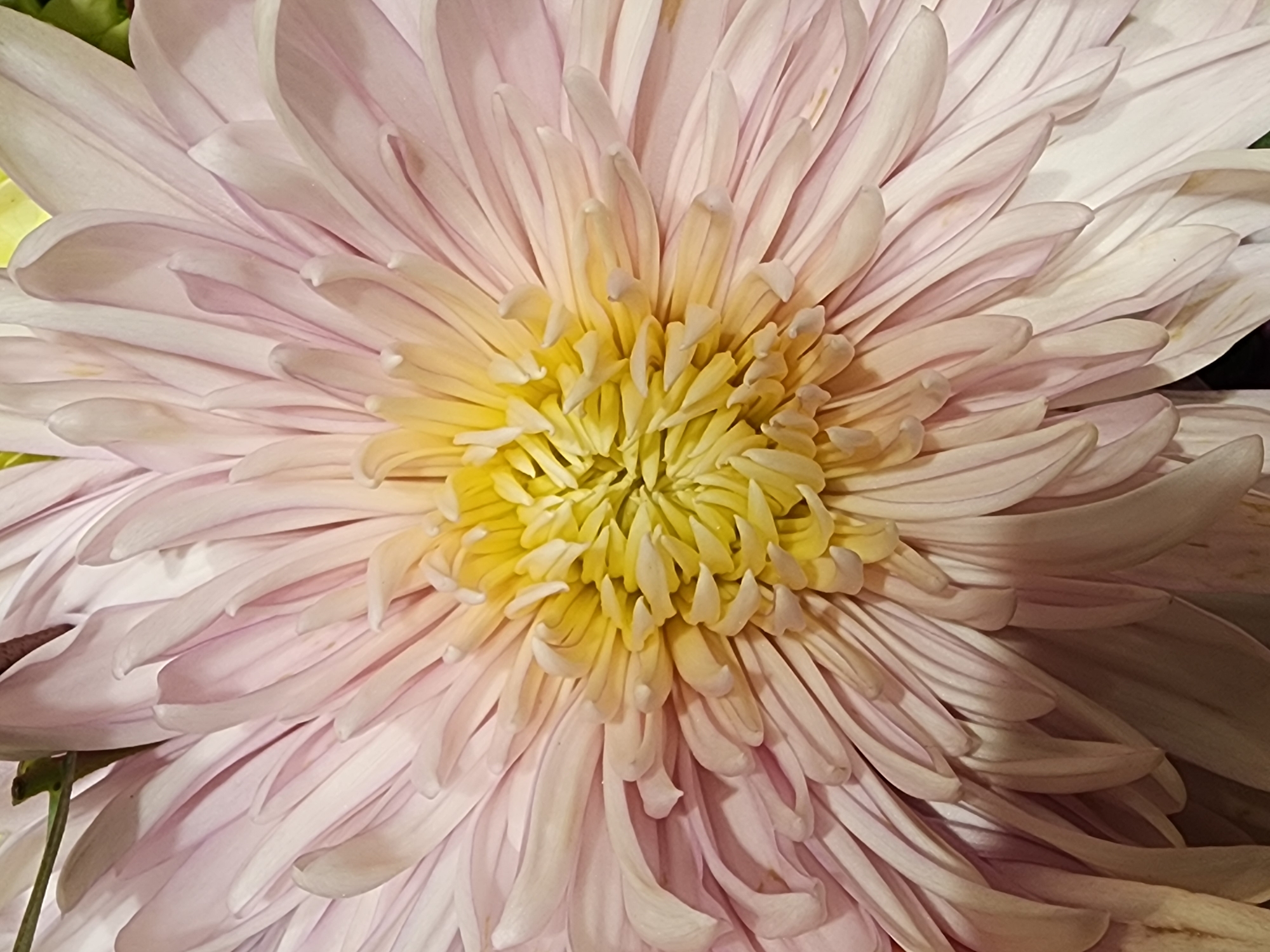 This is a close-up, detailed photograph of a pale pink chrysanthemum flower. The image is taken from a top-down perspective, focusing on the center of the bloom. The petals are numerous and layered, radiating outwards from the bright yellow center. The petals transition from a soft pink at the edges to a lighter, almost white hue closer to the center. The texture of the petals is delicate and slightly curved. The background is softly blurred, with hints of green and yellow, suggesting foliage or other elements of a garden setting. The lighting appears to be natural and gentle, highlighting the soft colors and textures of the flower. There are no people, actions, or interactions visible in the image, and the environment is not identifiable as a specific location within a city.