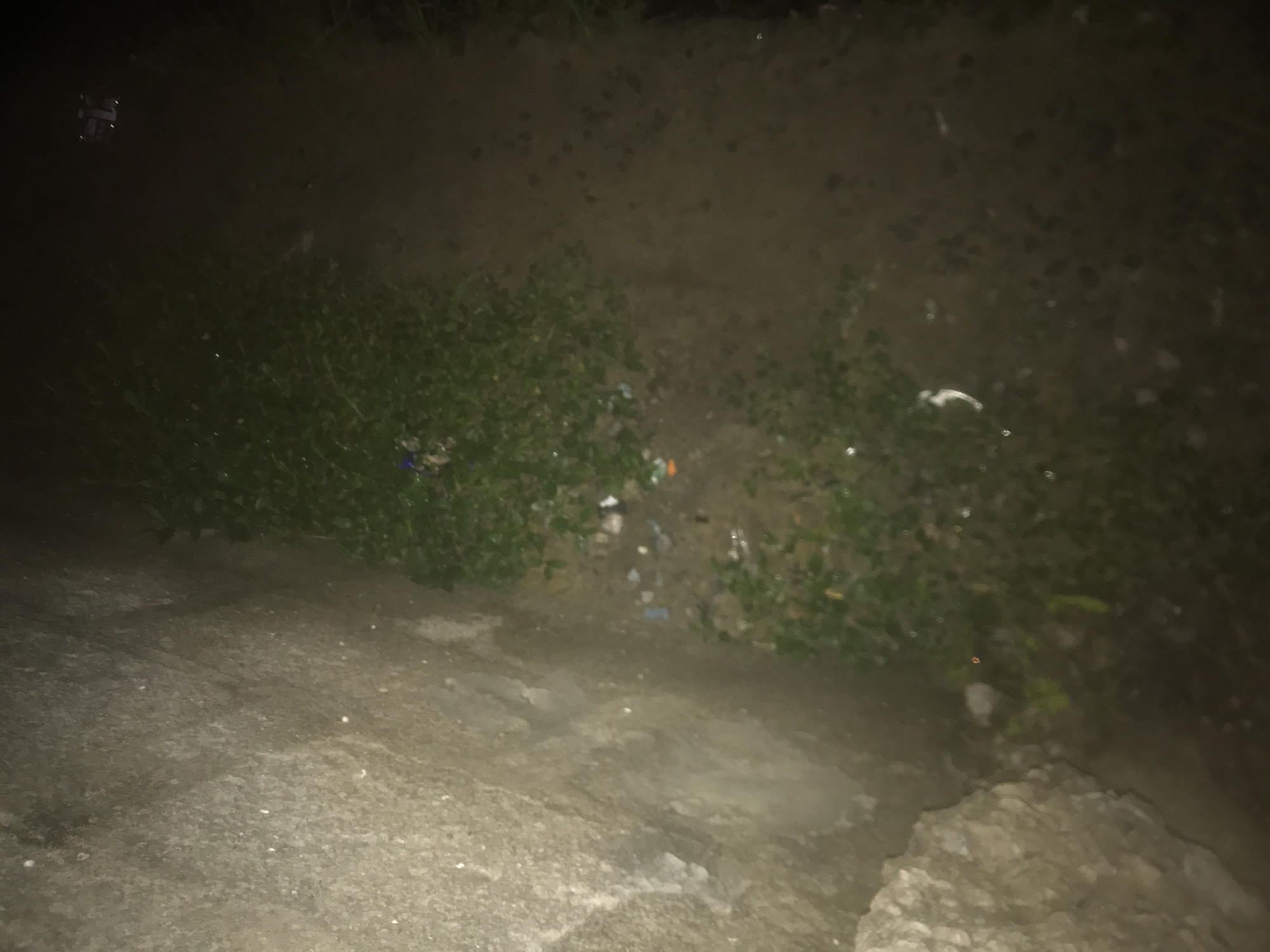 An aerial view shows a patch of green foliage growing on a dark, wet surface. Small pieces of litter, including blue, white, and orange items, are scattered among the plants. A large, rough-textured rock is visible in the lower left quadrant of the image. The overall lighting suggests it is nighttime, with some artificial illumination casting faint reflections on the wet ground.