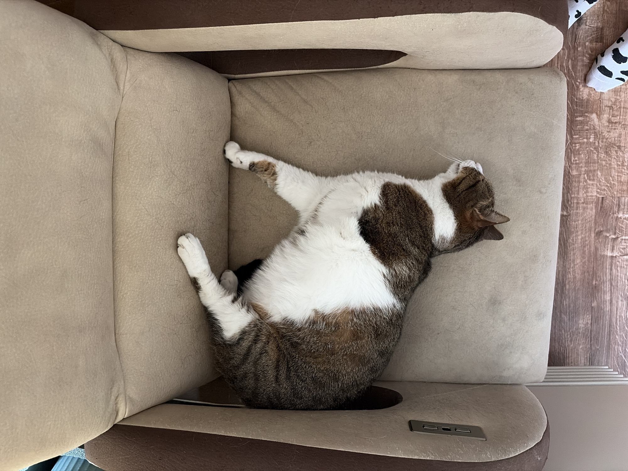 A brown and white cat is sleeping on a beige chair in a room. The cat is lying on its back with its legs spread out. The chair has brown armrests and a USB port on the left armrest. The floor is made of wood. There are a pair of black and white patterned socks visible at the bottom right of the image.