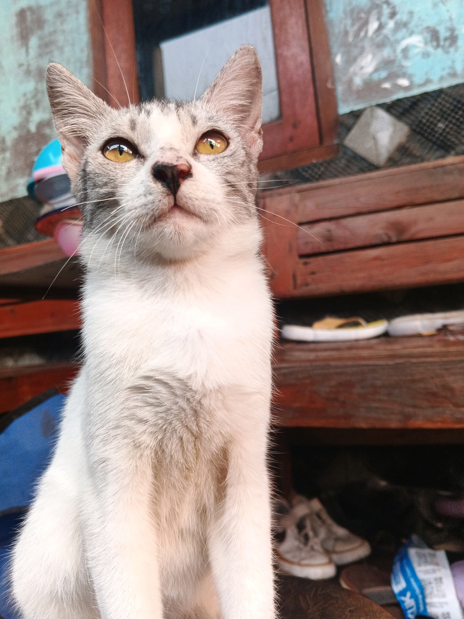 A white and gray tabby cat with yellow eyes sits on a blue surface, looking upwards. The cat is in focus, with the background blurred. Behind the cat, there is a wooden bench with several objects on it, including a pair of flip-flops and shoes. A blue and white plastic item is also visible on the bench. The wall behind the bench is painted a teal color with some areas of discoloration. The scene appears to be outdoors, possibly in a residential area in Kadu, Indonesia, given the rustic wooden structures and the presence of everyday items.