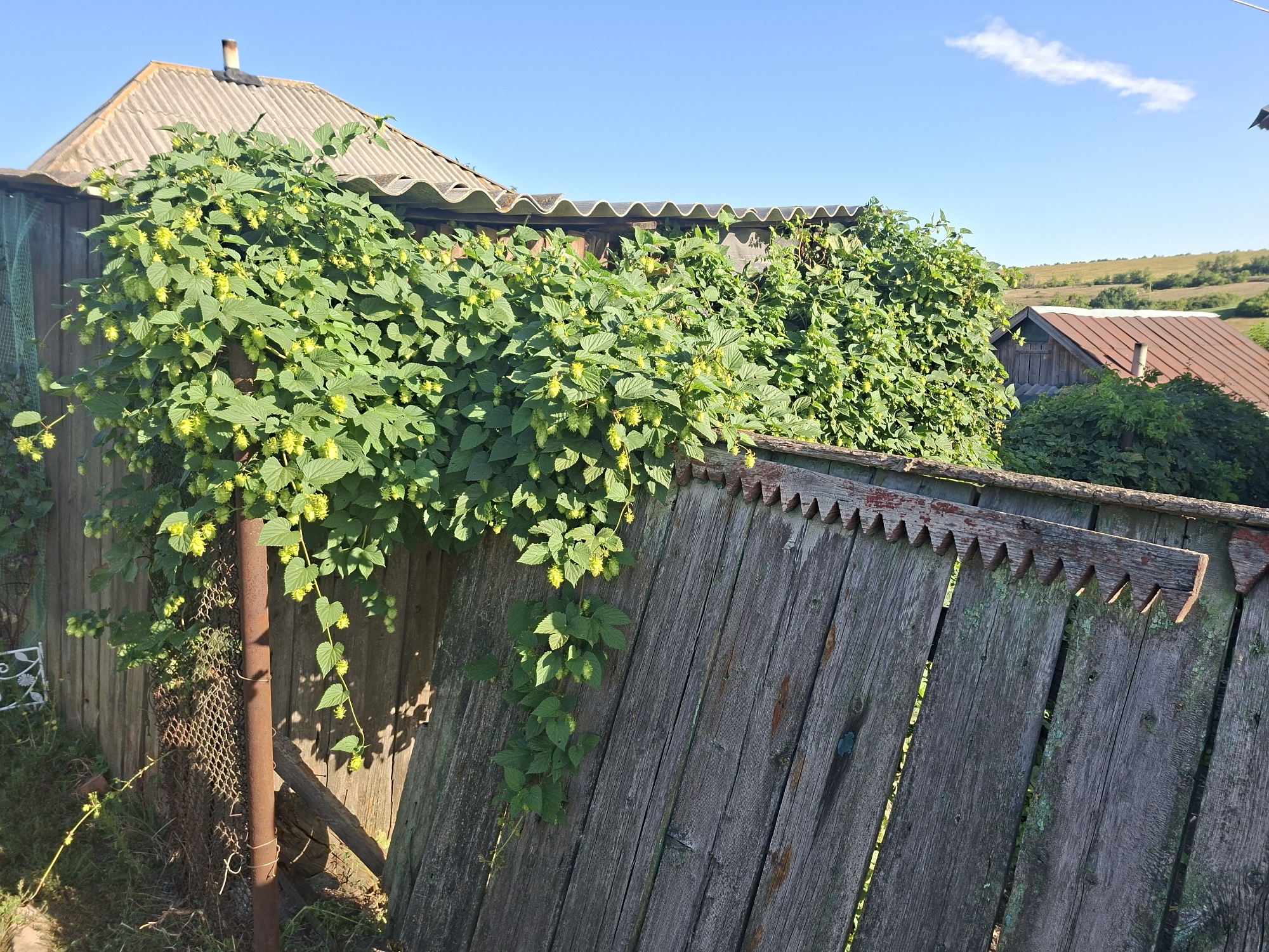 The image depicts a rural scene in Oleksandropil, Ukraine, focusing on a weathered wooden fence covered in lush green hop vines. The fence, constructed from vertical planks, shows signs of age and decay, with some boards leaning and others exhibiting a greenish patina. The top edge of the fence is adorned with a decorative, serrated pattern, painted red on some sections.
Behind the fence, a building with a corrugated roof is visible, partially obscured by the dense foliage of the hop plants. These plants are laden with numerous pale green hop cones, indicating they are in bloom or ready for harvest. To the right, another structure with a reddish-brown metal roof and wooden walls suggests a small shed or outbuilding.
The background reveals rolling, sparsely vegetated hills under a clear blue sky with a few wispy white clouds. The overall impression is one of a sun-drenched, overgrown rural property, likely a garden or backyard, in the Ukrainian countryside. The lighting suggests it is daytime, with the sun casting shadows. There are no people or animals present in the scene.