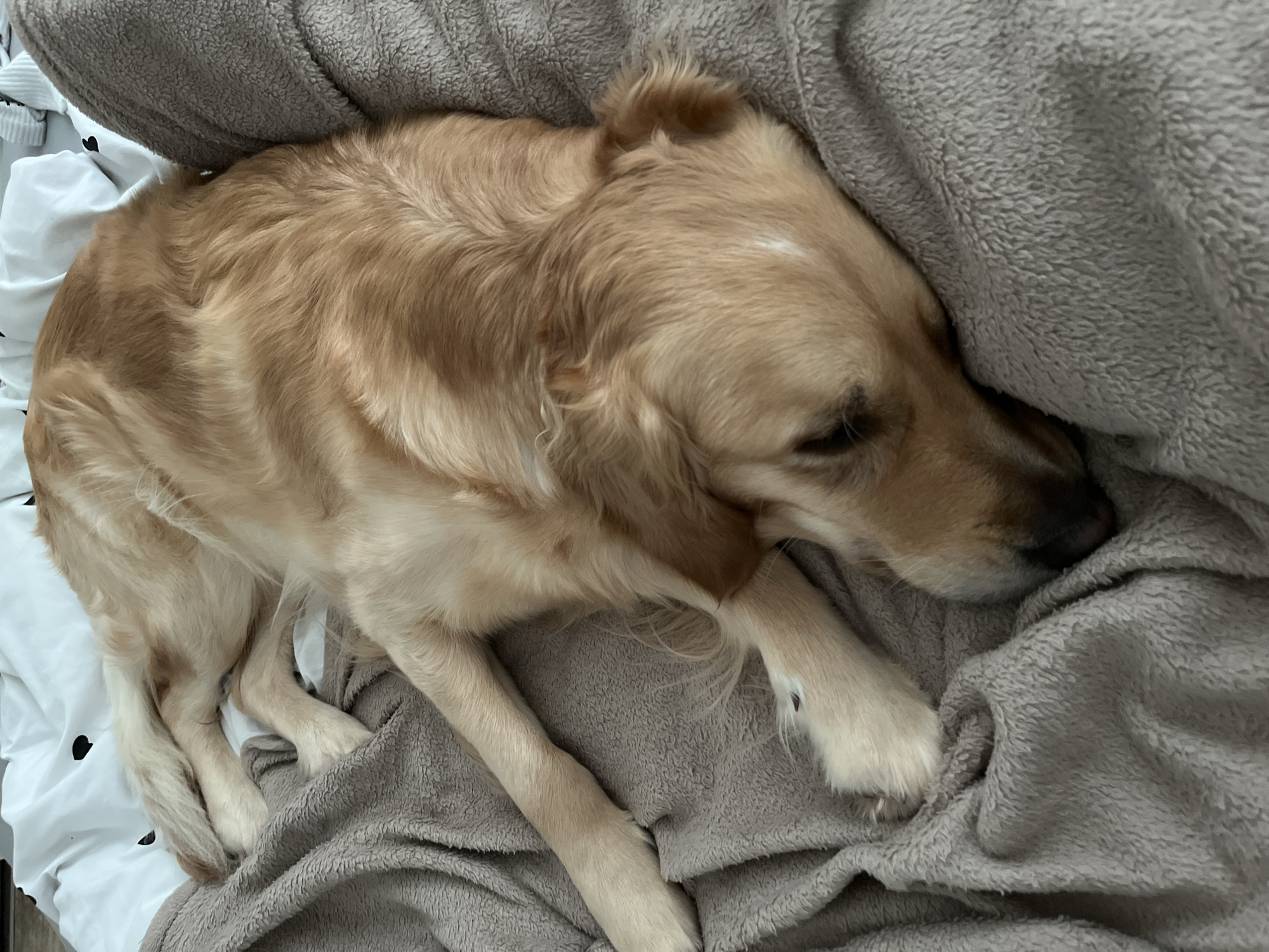 A golden retriever dog is curled up on a bed covered with a gray blanket. The dog is mostly light brown in color, with lighter fur on its legs. It is lying on its side, with its head resting on the blanket. Part of the bed has a white sheet with black hearts printed on it. The setting is a domestic interior. The city of Veliko Tarnovo, Bulgaria is not apparent in the image, but the image could have been taken there.
