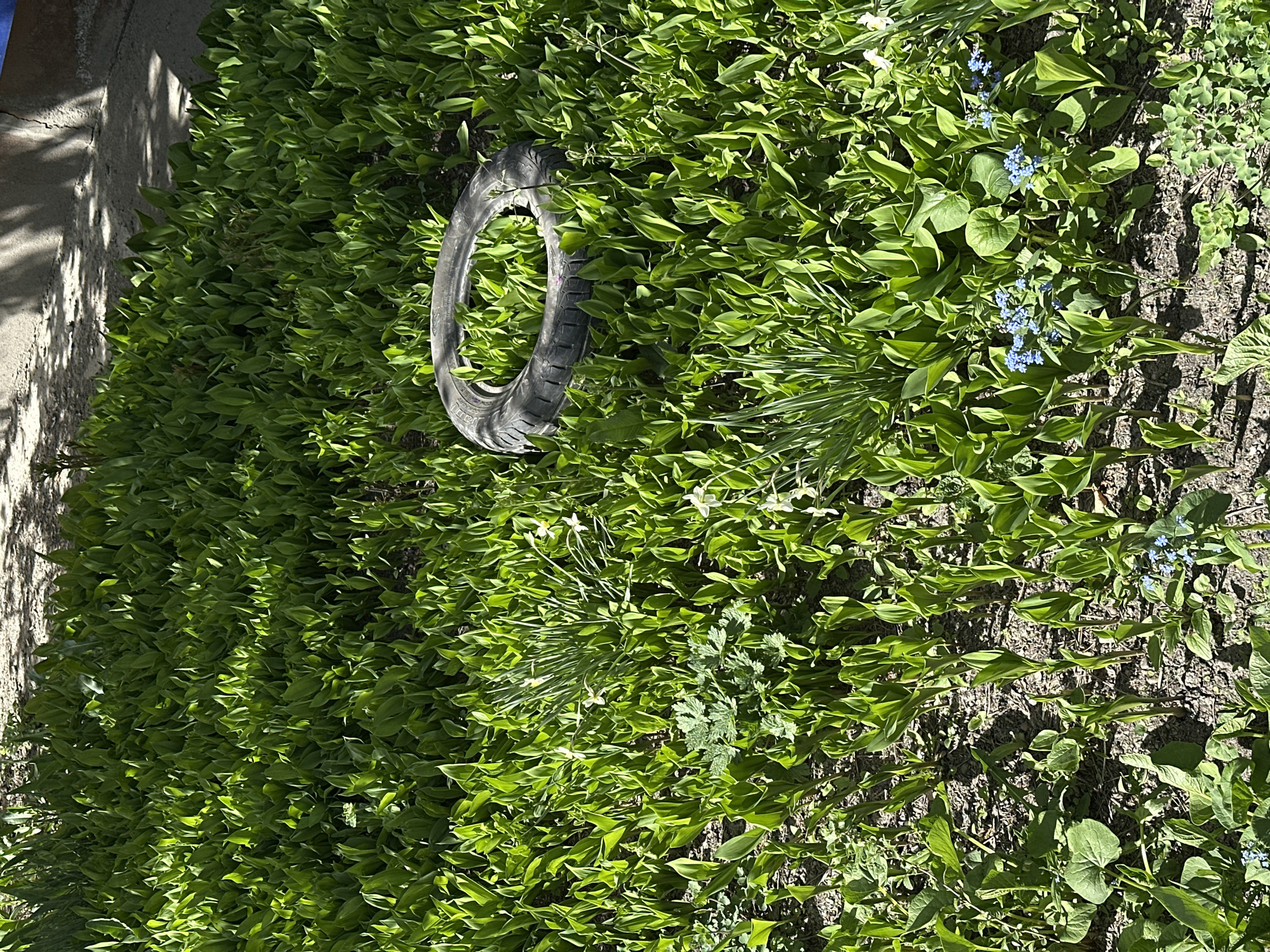This media file presents an outdoor ground-level scene, likely a garden or overgrown area next to a structure, situated in Biysk, Russia. The primary subject is a dense expanse of lush green foliage, mostly composed of broad-leafed plants, bathed in bright sunlight.
A dark grey rubber tire, resembling one from a motorcycle or small vehicle, is partially nestled among the green plants in the middle-left of the frame. Some indiscernible text and numbers are visible on its sidewall. Scattered within the greenery, particularly towards the right, are small clusters of delicate blue flowers, appearing to be forget-me-nots. Patches of dark, exposed soil are also visible, creating a natural, somewhat unkempt appearance.
On the far left side, a textured concrete or stone wall casts distinct shadows onto the ground and itself, indicating strong direct sunlight. The prominent shadows suggest it is a sunny day, likely late morning or early afternoon. No people are visible, and no specific activity or event is taking place, portraying a quiet, static landscape. The scene conveys a sense of natural growth with an abandoned or discarded man-made object integrated into the environment.