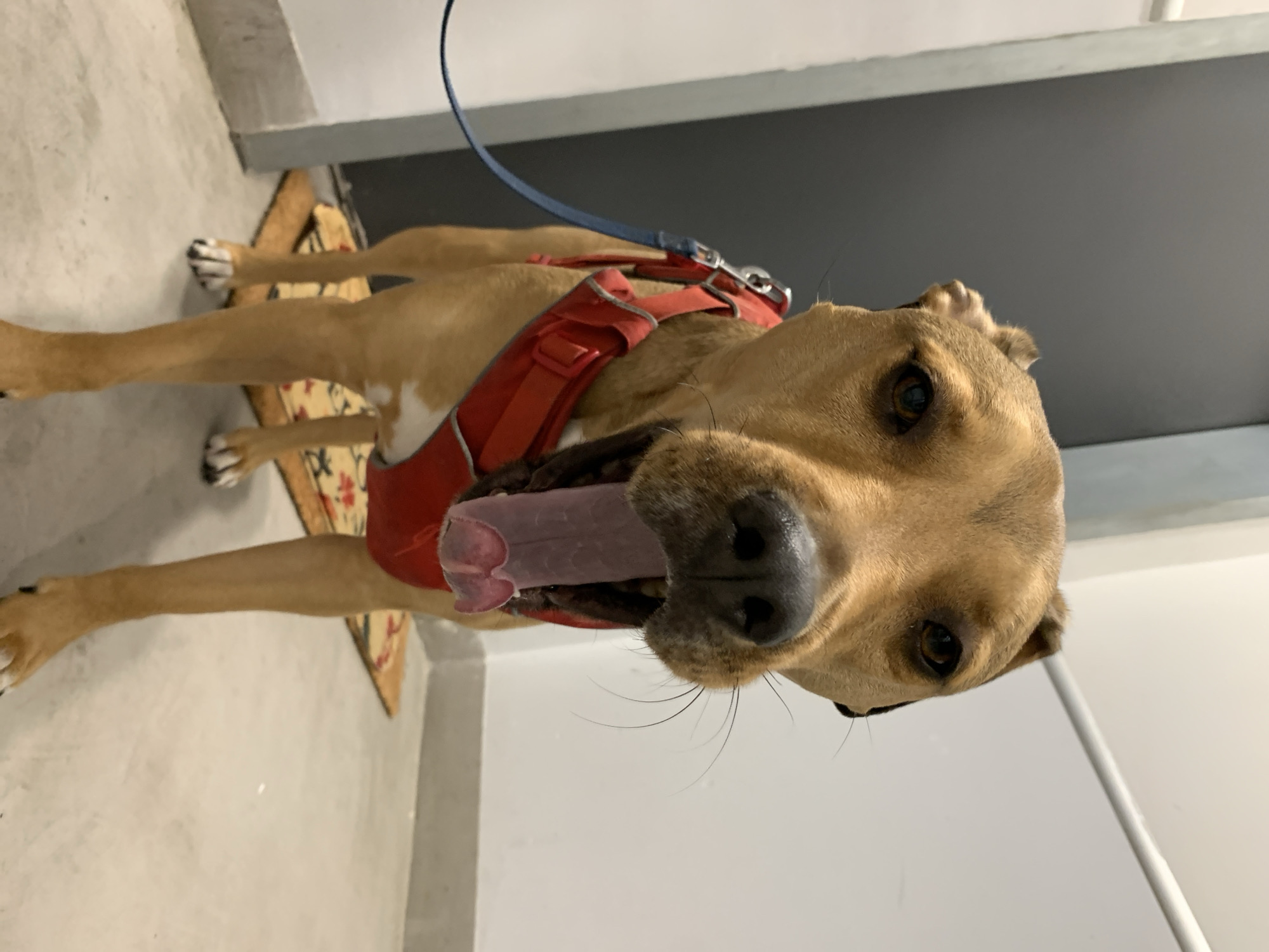 A medium-sized, tan-colored dog is indoors, wearing a red harness and a blue leash. The dog's mouth is open with its tongue visible. The environment appears to be a hallway or entrance area with a beige and tan rug, light gray walls, and a dark gray door or panel.
