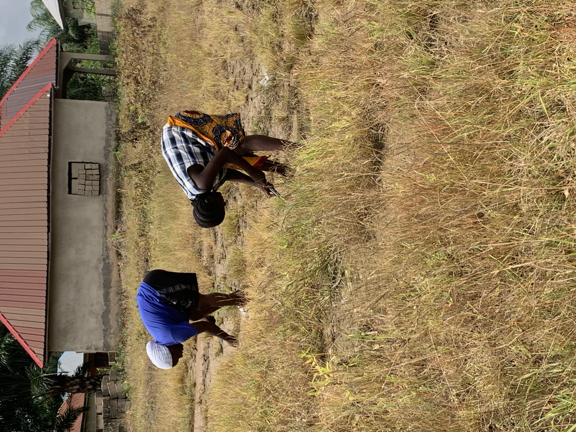 The image shows a dry, grassy field in Akwanga, Nigeria. Two individuals are present, both appearing to be young women. The woman on the left wears a blue t-shirt and a white headscarf, bending over to tend to something in the grass. The woman on the right wears a black and white checkered shirt and a colorful patterned skirt, also bent over and engaged in an activity in the field. In the background, a light-colored building with a reddish-brown roof is visible. The environment is characterized by dry, tall grasses and patches of bare earth, suggesting a rural or semi-rural setting within Akwanga.