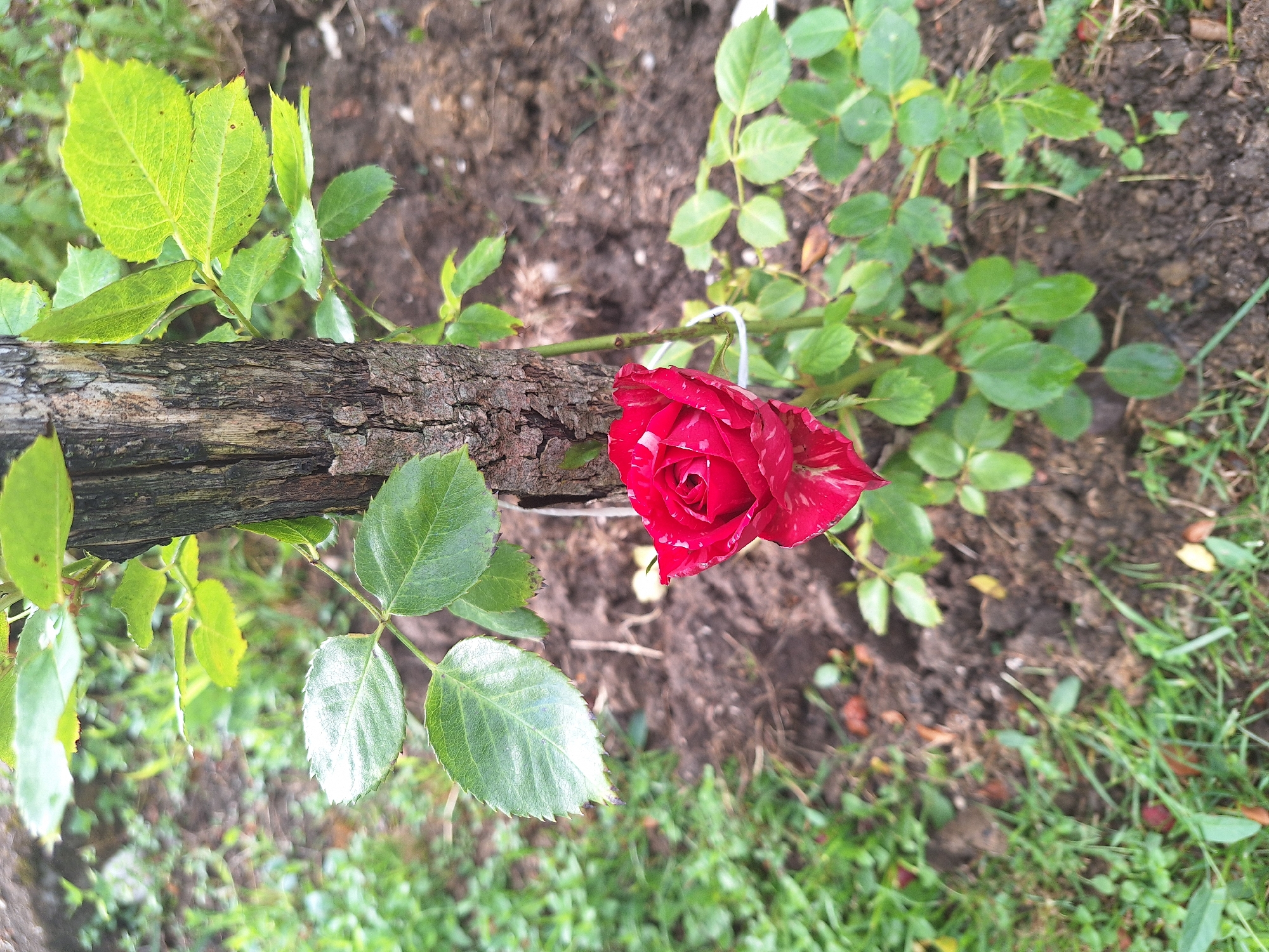 In Zeda Sazano, Georgia, a close-up, eye-level shot focuses on a single, vibrant red rose with white streaks, partially bloomed. The rose is positioned slightly left of center, nestled against the rough, textured bark of a vertical wooden stake. Green leaves, some with serrated edges, surround the rose and the stake, appearing lush and healthy. The background consists of dark, rich soil with scattered green grass and a few fallen leaves. The lighting suggests an overcast day, with soft, diffused light illuminating the scene. There are no people visible in the image.