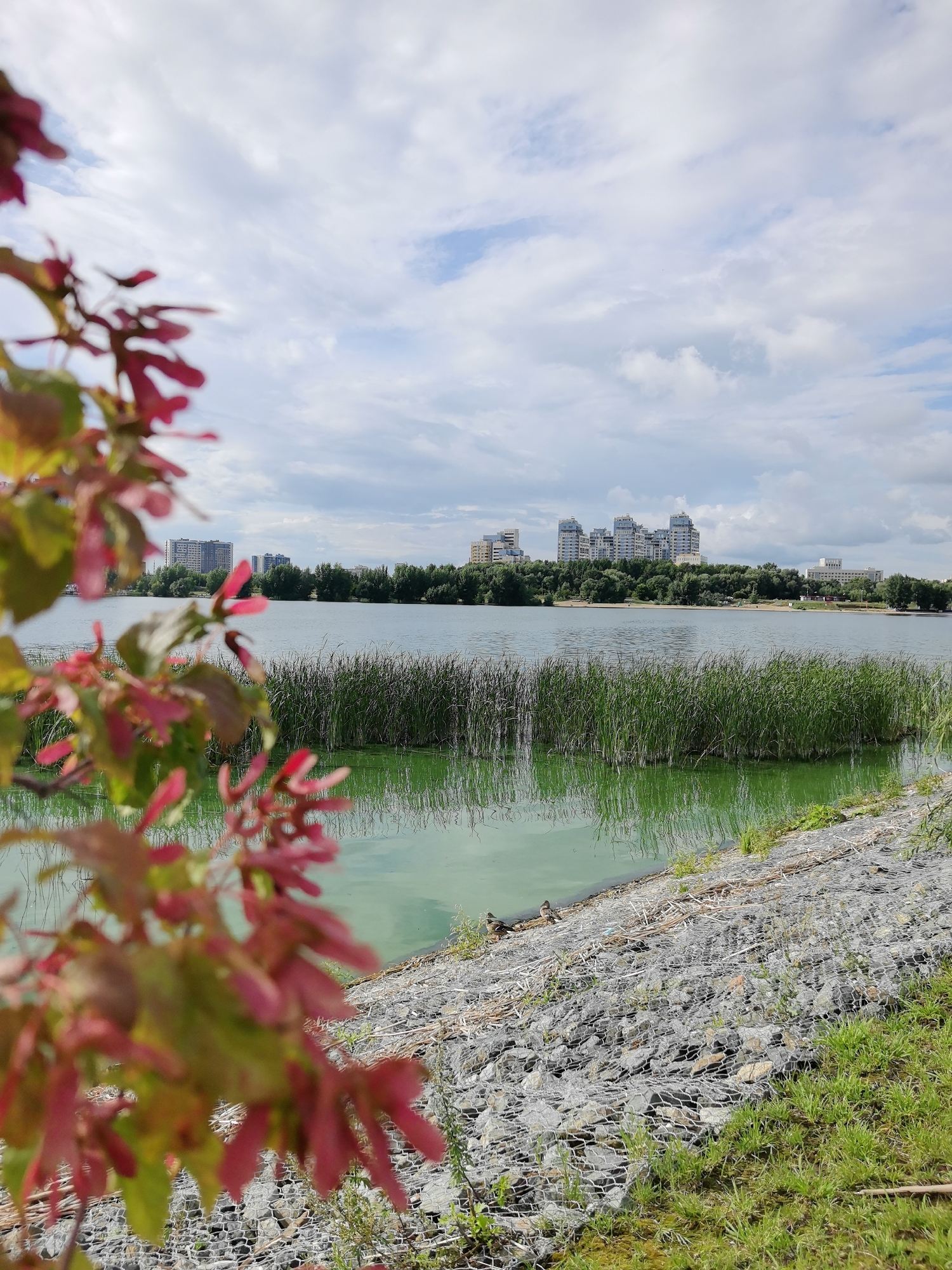A lake in Kazan, Russia, is bordered by a dense reed bed and a gabion retaining wall. In the foreground, a branch of a tree with red leaves is blurred, suggesting it is close to the camera. In the mid-ground, the calm lake reflects the cloudy sky and the greenery on the opposite bank. Across the lake, a line of trees separates the water from a cluster of multi-story residential buildings. On the gabion wall, two ducks are visible near the water's edge. The scene depicts a natural setting within an urban environment.