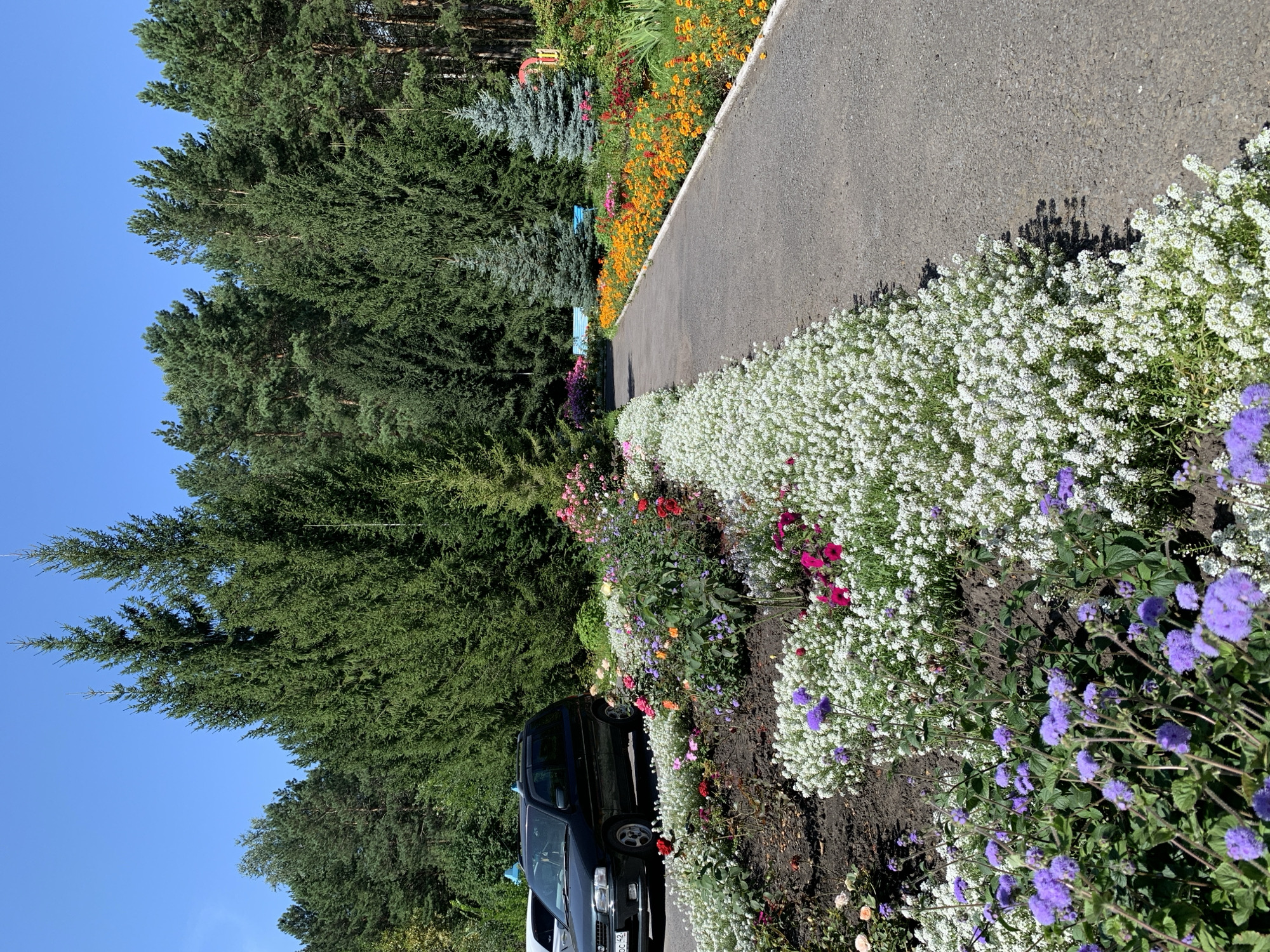 An exterior, eye-level, medium shot captures a paved pathway winding through a garden with a dense forest of evergreen trees in the background. The pathway is bordered by a vibrant flowerbed featuring a variety of blooming plants. Closest to the camera, clusters of small purple flowers with fuzzy tops grow abundantly. Adjacent to these are masses of tiny white flowers, creating a carpet-like effect. Further along the path, larger flowers in shades of orange, yellow, red, and pink are visible, adding pops of color to the scene. A dark-colored SUV is parked on the left side of the image, partially obscured by the foliage and flowers. The sky above is a clear, bright blue, indicating a sunny day. In the distance, two blue benches are visible, nestled amongst the trees. The overall impression is of a well-maintained park or recreational area, likely within a city that features extensive green spaces. This scene is located in Prokopyevsk, Russia.