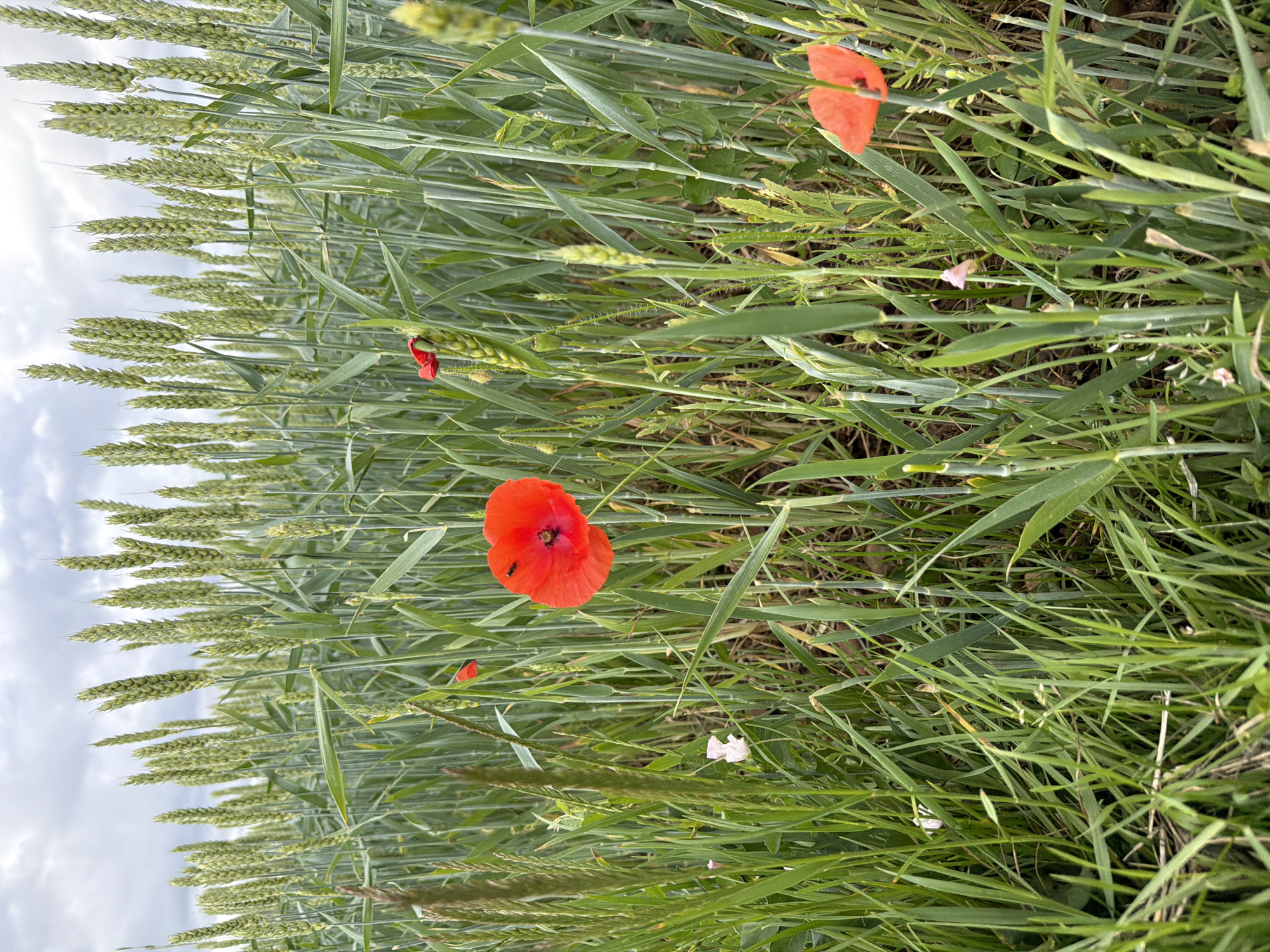 The image shows a field of wheat with several red poppies interspersed among the stalks. The wheat stalks are green and have not yet ripened. The poppies are bright red and in full bloom. One poppy in the center of the image has two small black insects on it. The sky is overcast with grey clouds. The scene is likely a rural area, potentially near Pliening, Germany, given the presence of wheat fields and wild poppies. The focus is on the natural elements of the field, with no people or man-made structures visible.