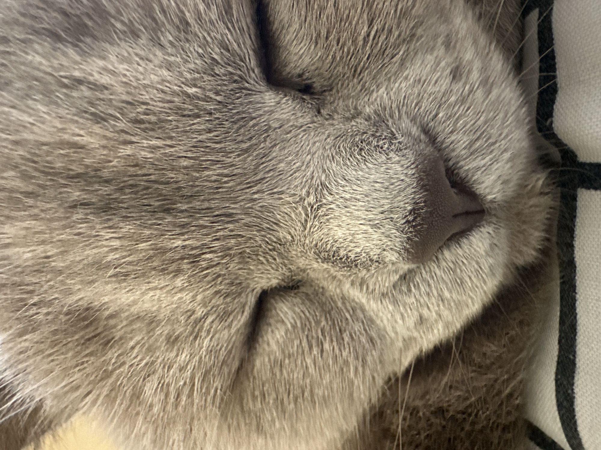 The image is a close-up of a gray cat's face while sleeping. The cat's eyes are closed, and its nose is prominent. The fur is short and dense. A white and black striped surface is visible in the background. The location in Ternopil, Ukraine, is not ascertainable from this image.
